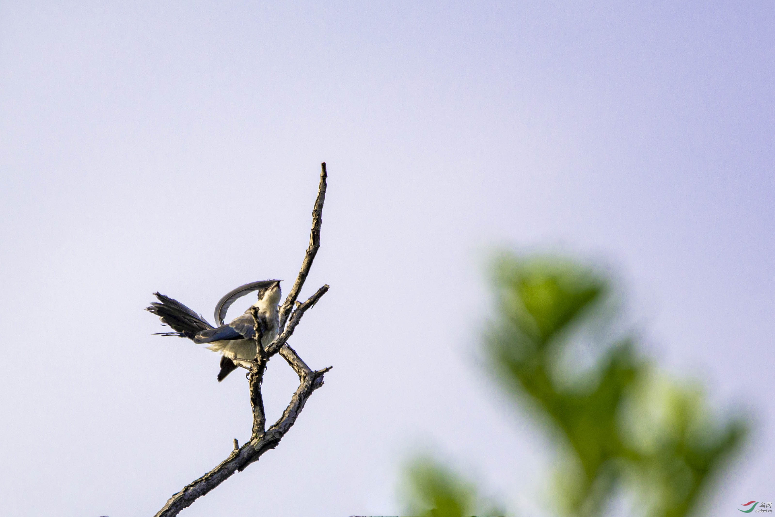 ������ë