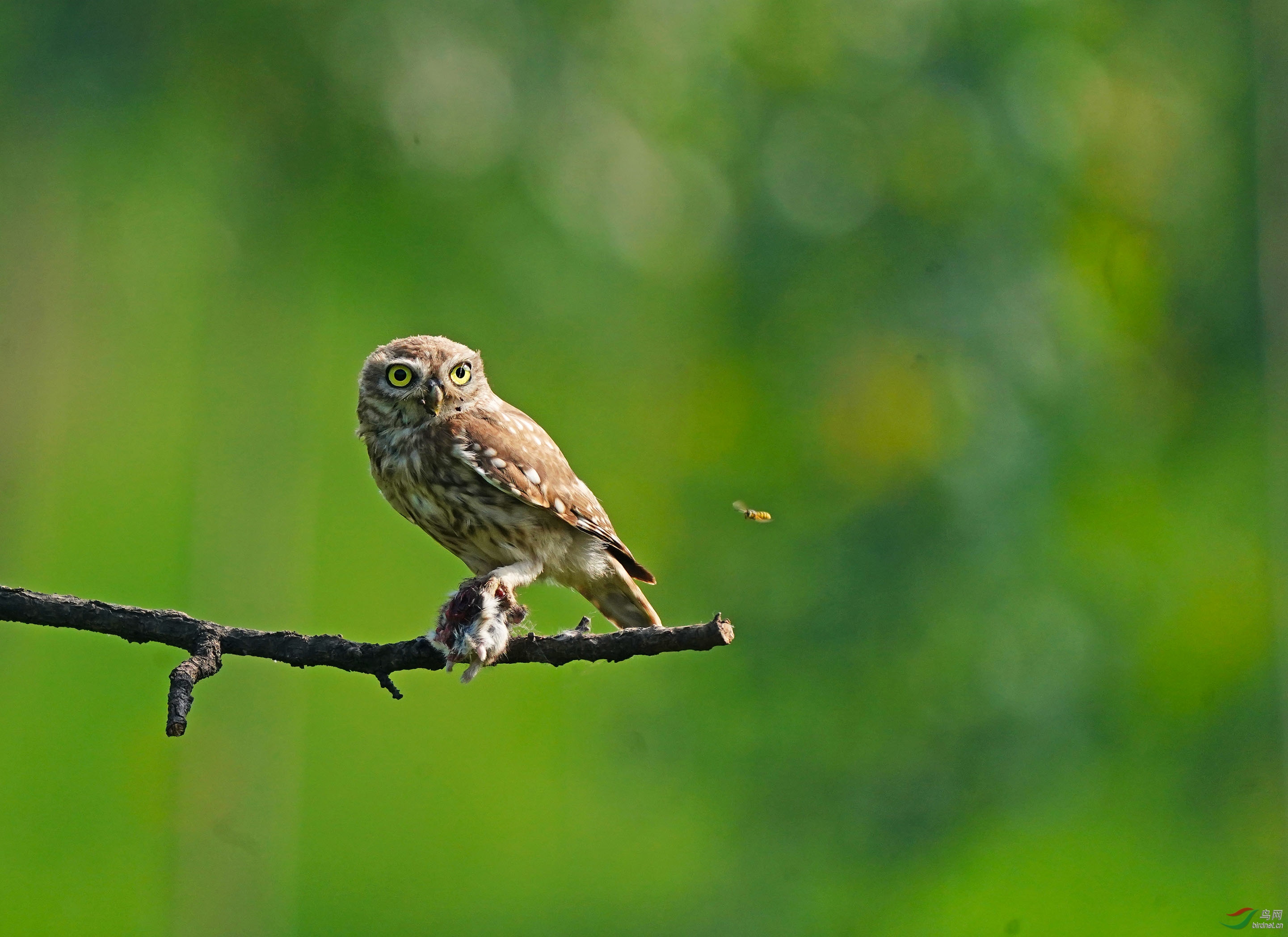 捕获猎物~(纵纹腹小鸮)