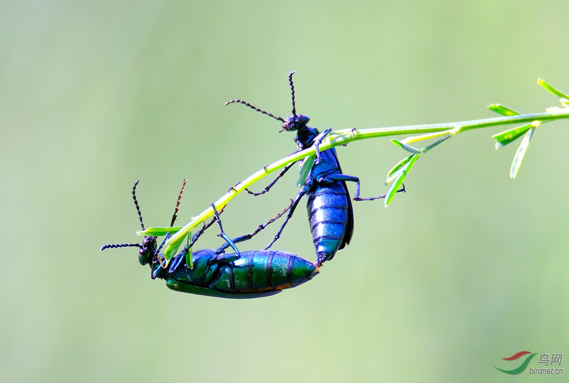 今夏又遇绿芫青