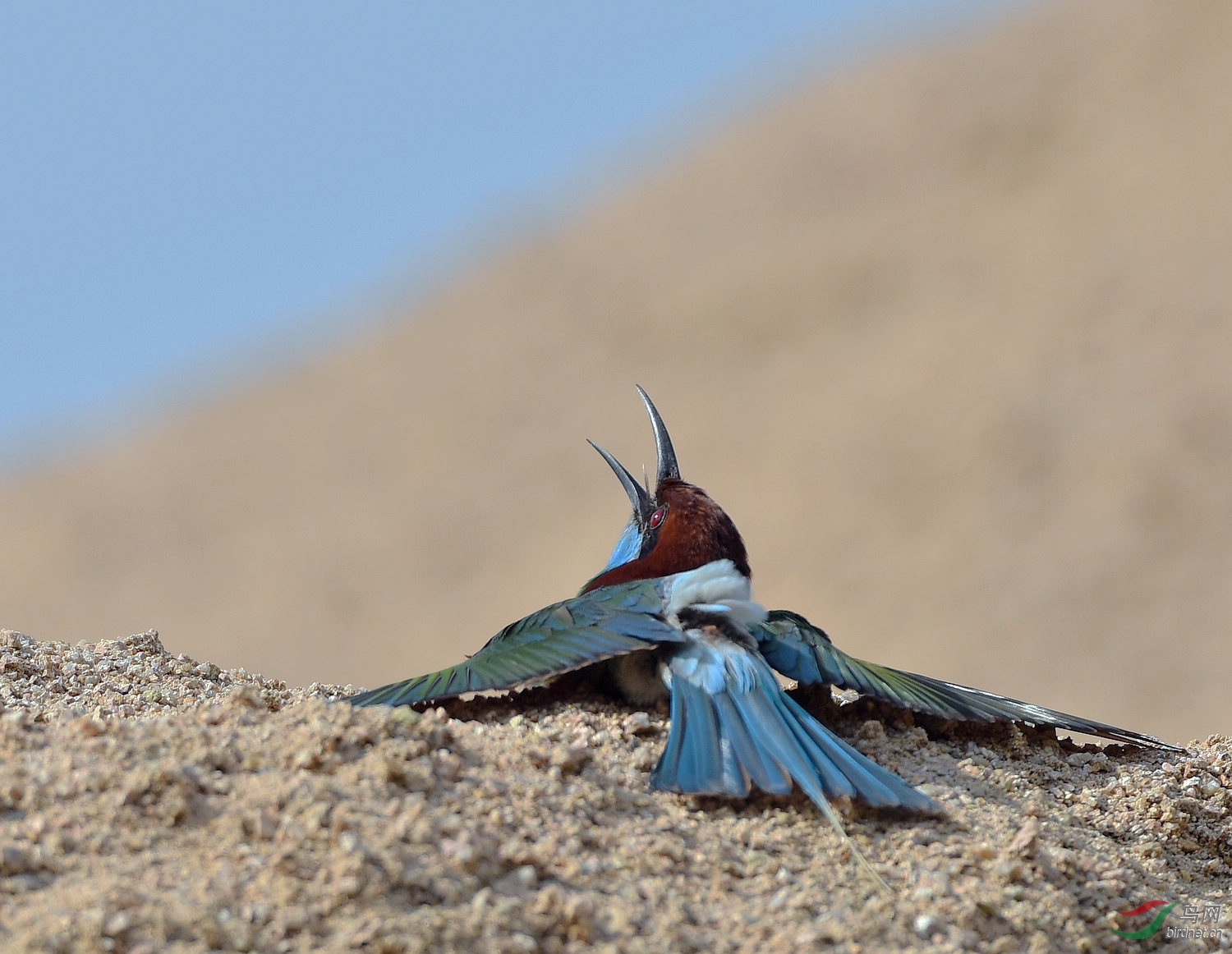 D8I_0082.jpg