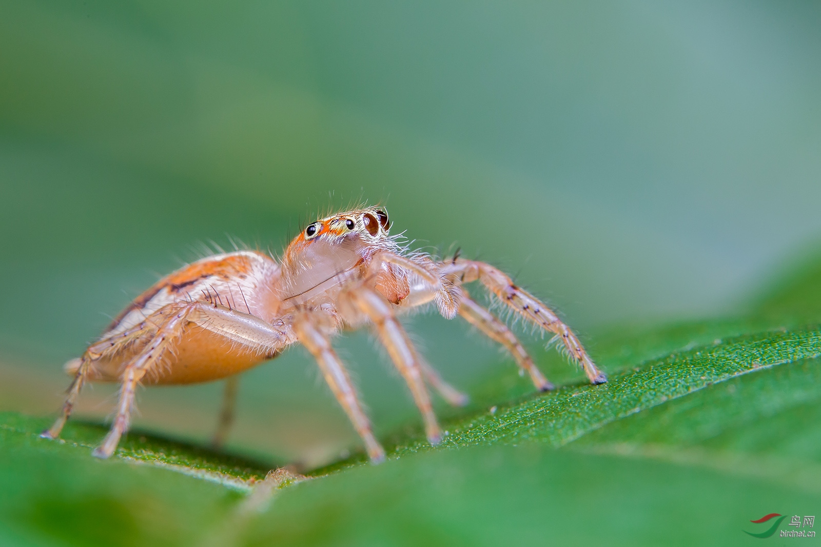 多彩纽蛛贺获鸟网首页精华