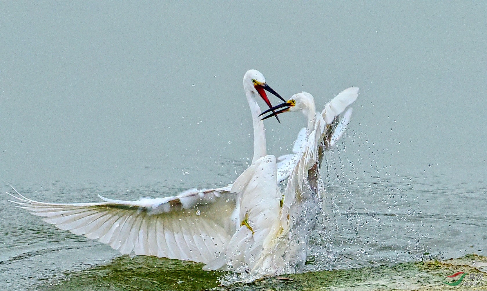DSC_6419_conew2.jpg