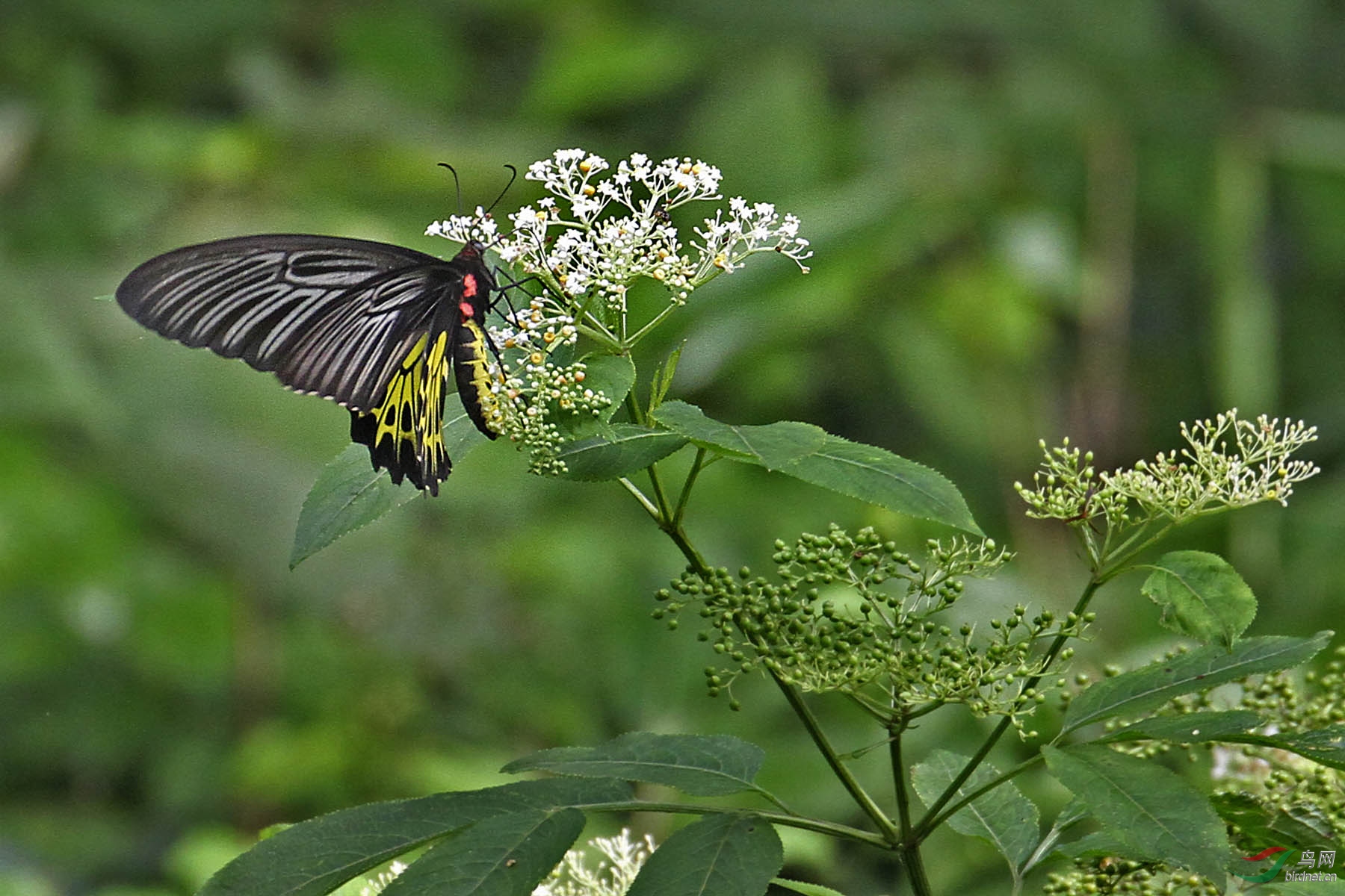 美丽的黄裳凤蝶采花蜜分享