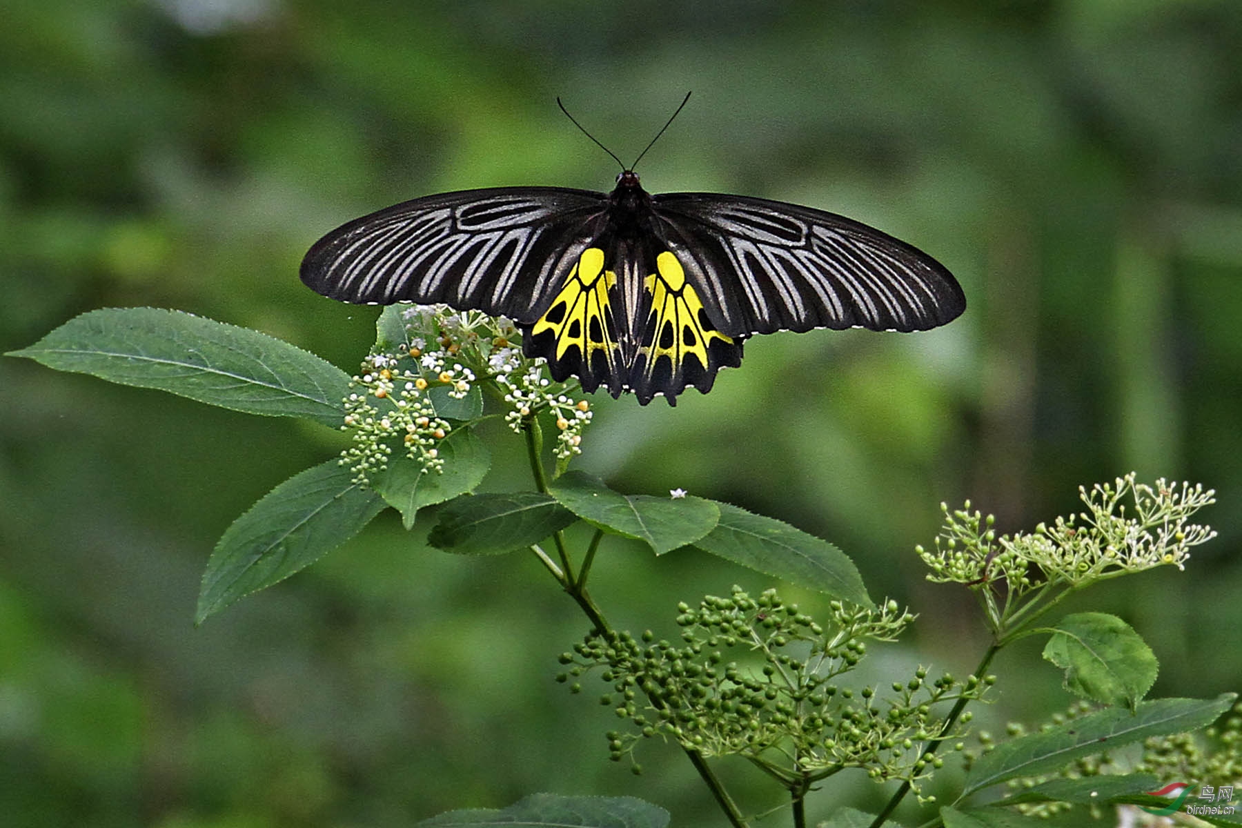 美丽的黄裳凤蝶采花蜜分享