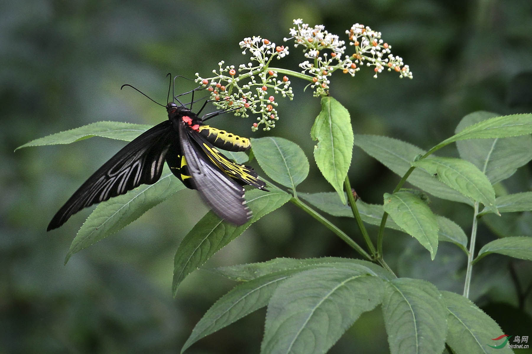 美丽的黄裳凤蝶采花蜜分享