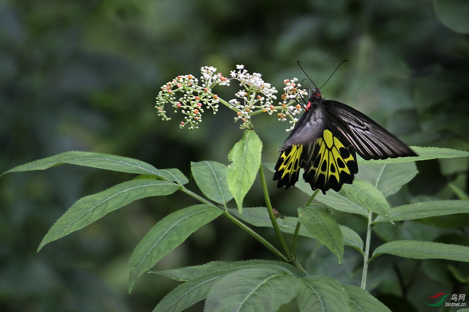 美丽的黄裳凤蝶采花蜜分享