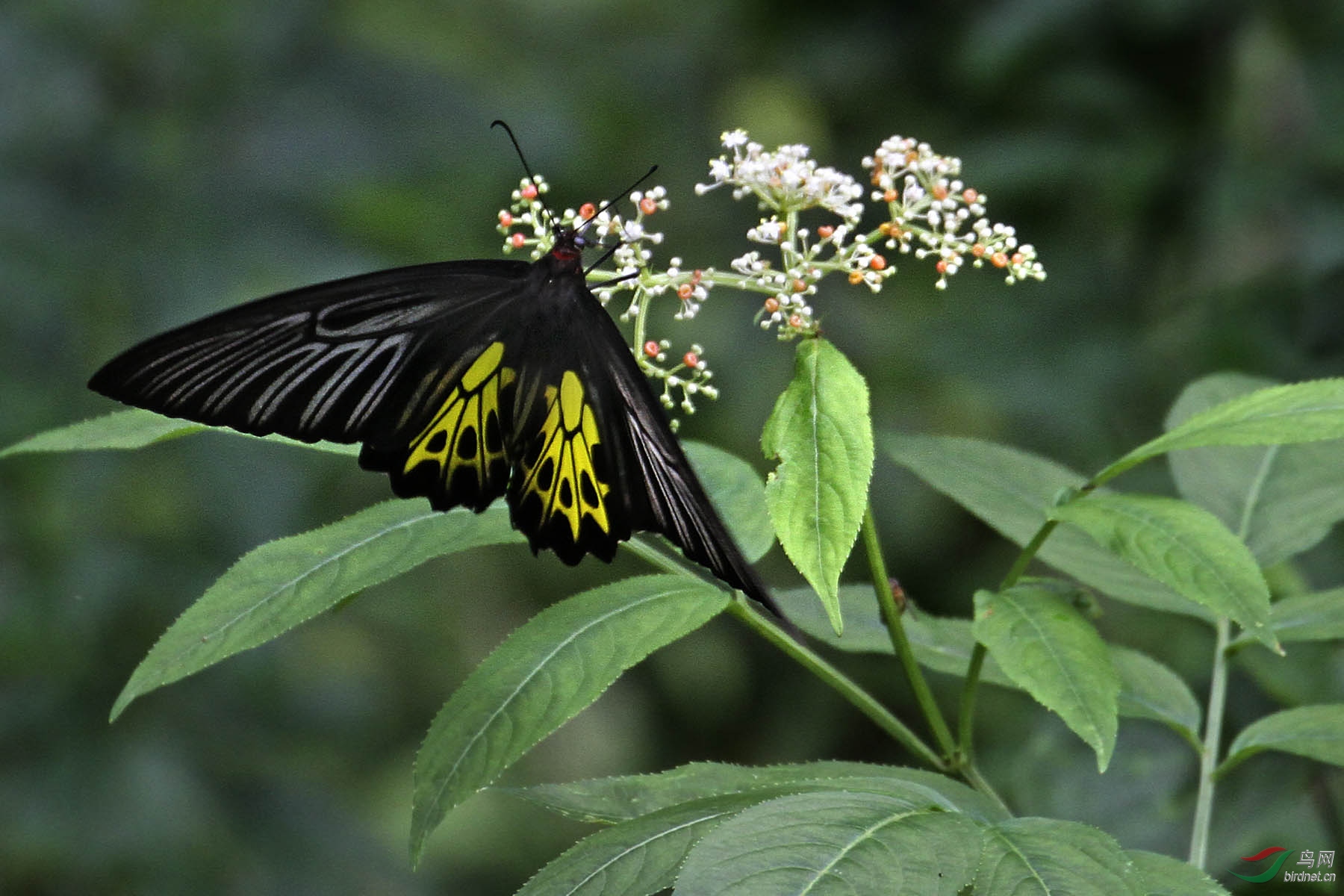 美丽的黄裳凤蝶采花蜜分享