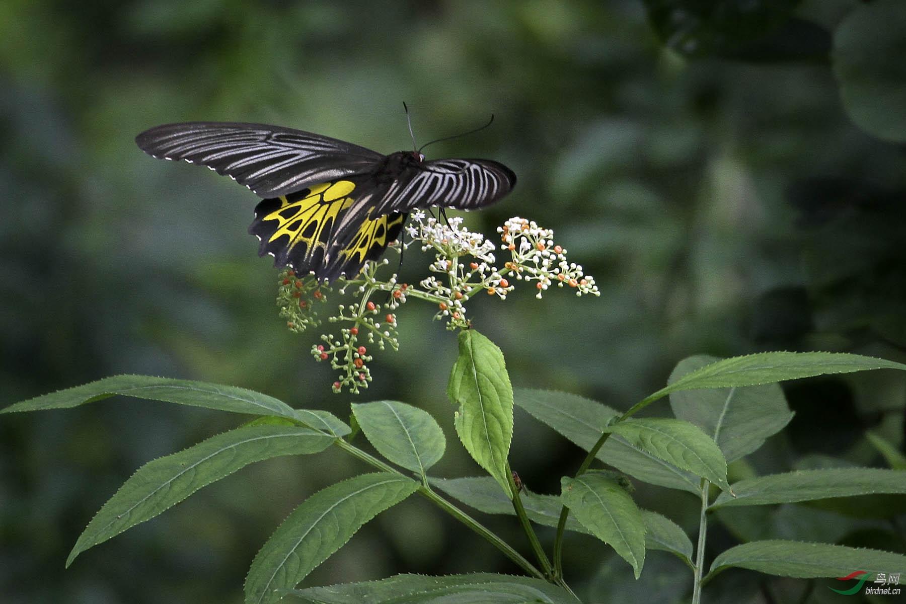 美丽的黄裳凤蝶采花蜜分享