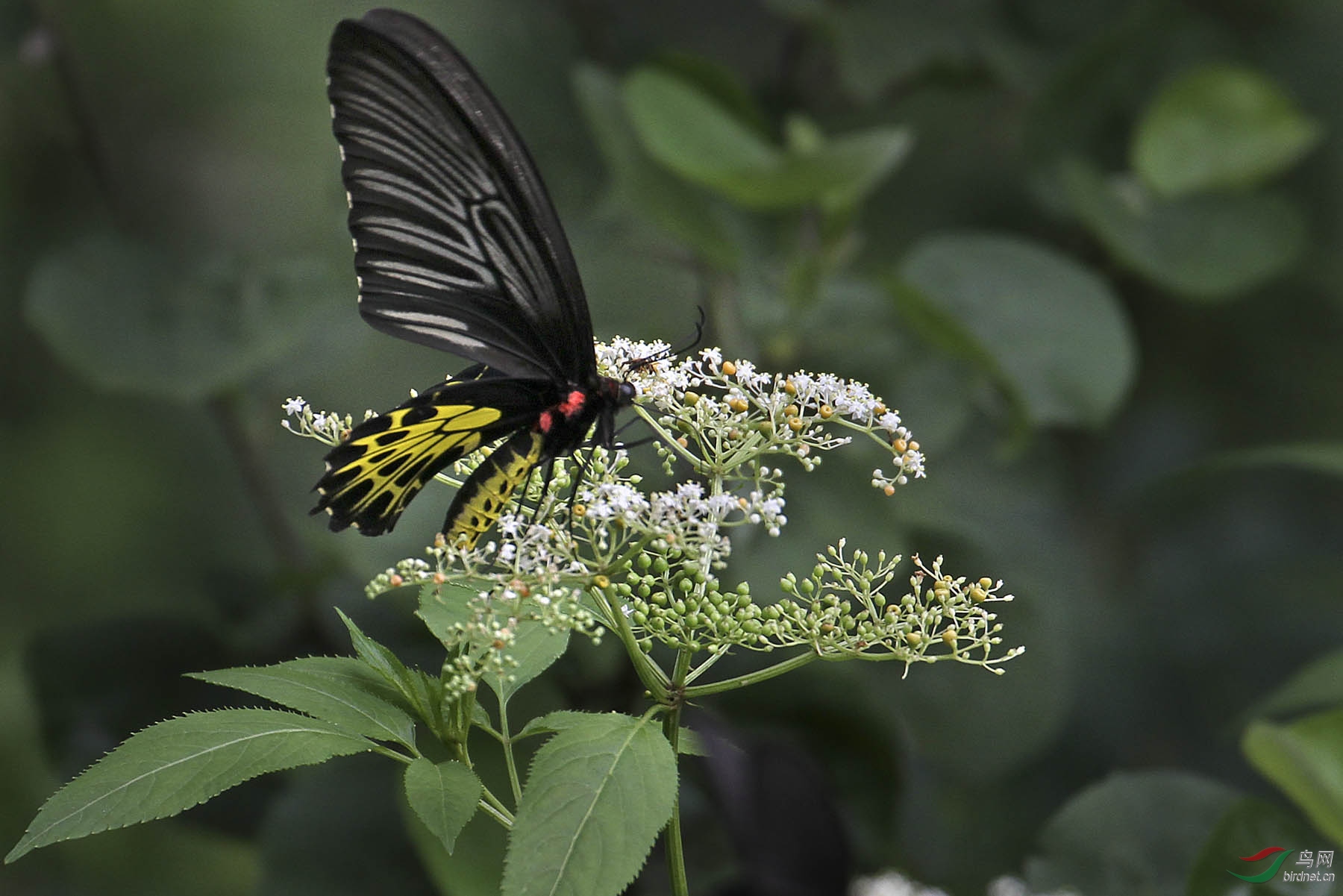 美丽的黄裳凤蝶采花蜜分享