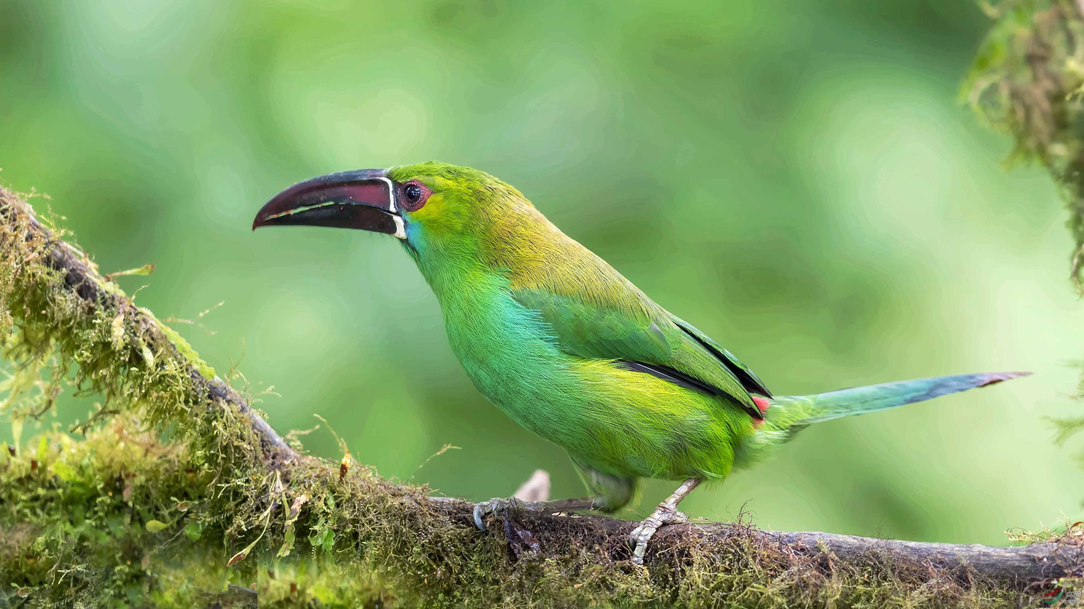 南美特有鸟种——绯腰巨嘴鸟