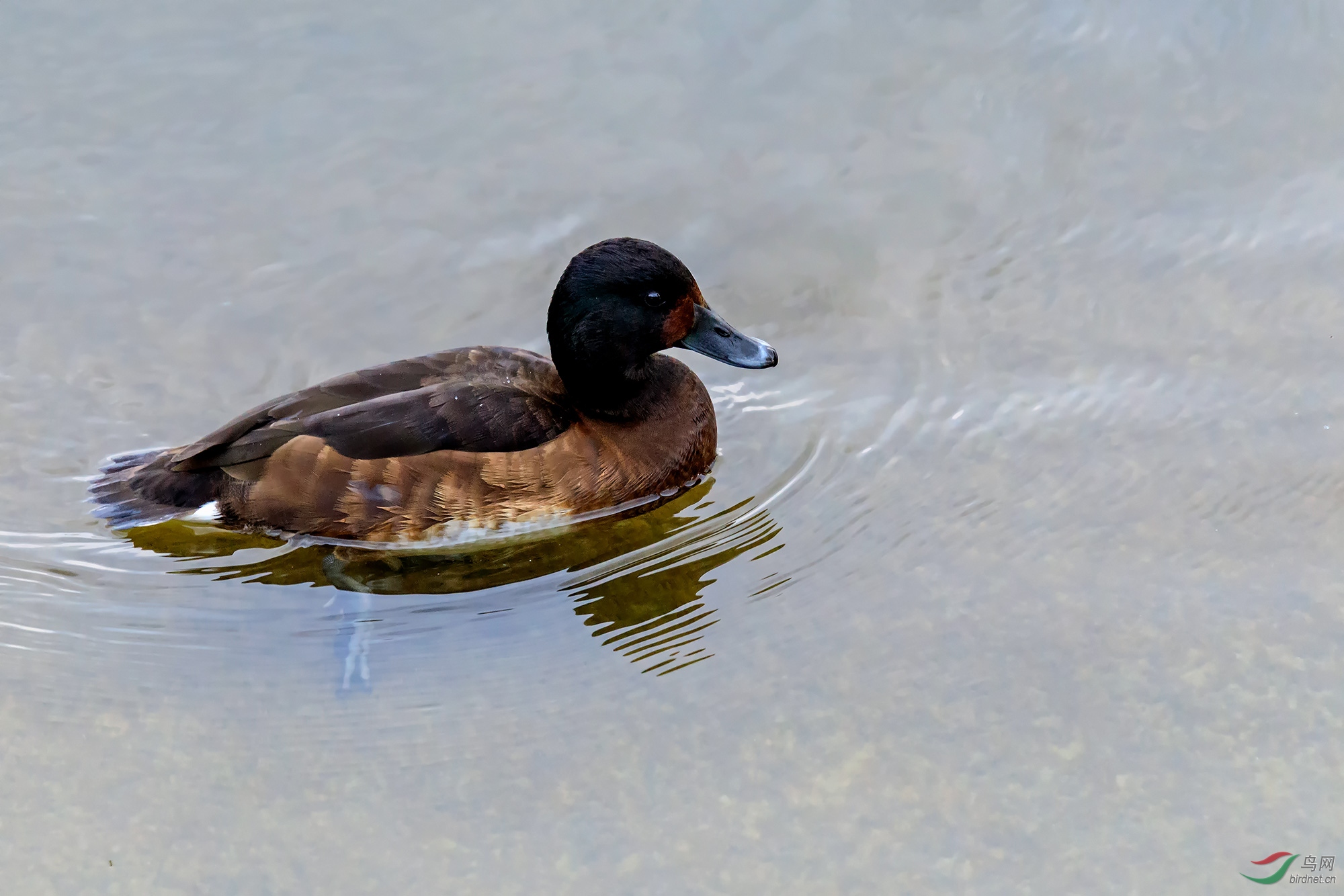 在水一方青头潜鸭雌