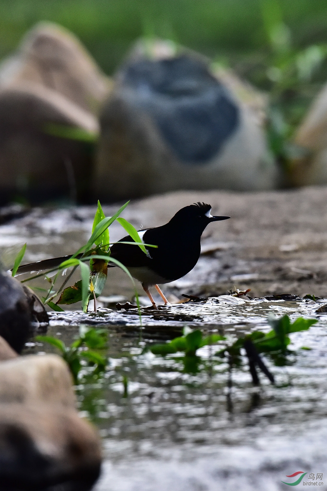 DSC_0779.JPG