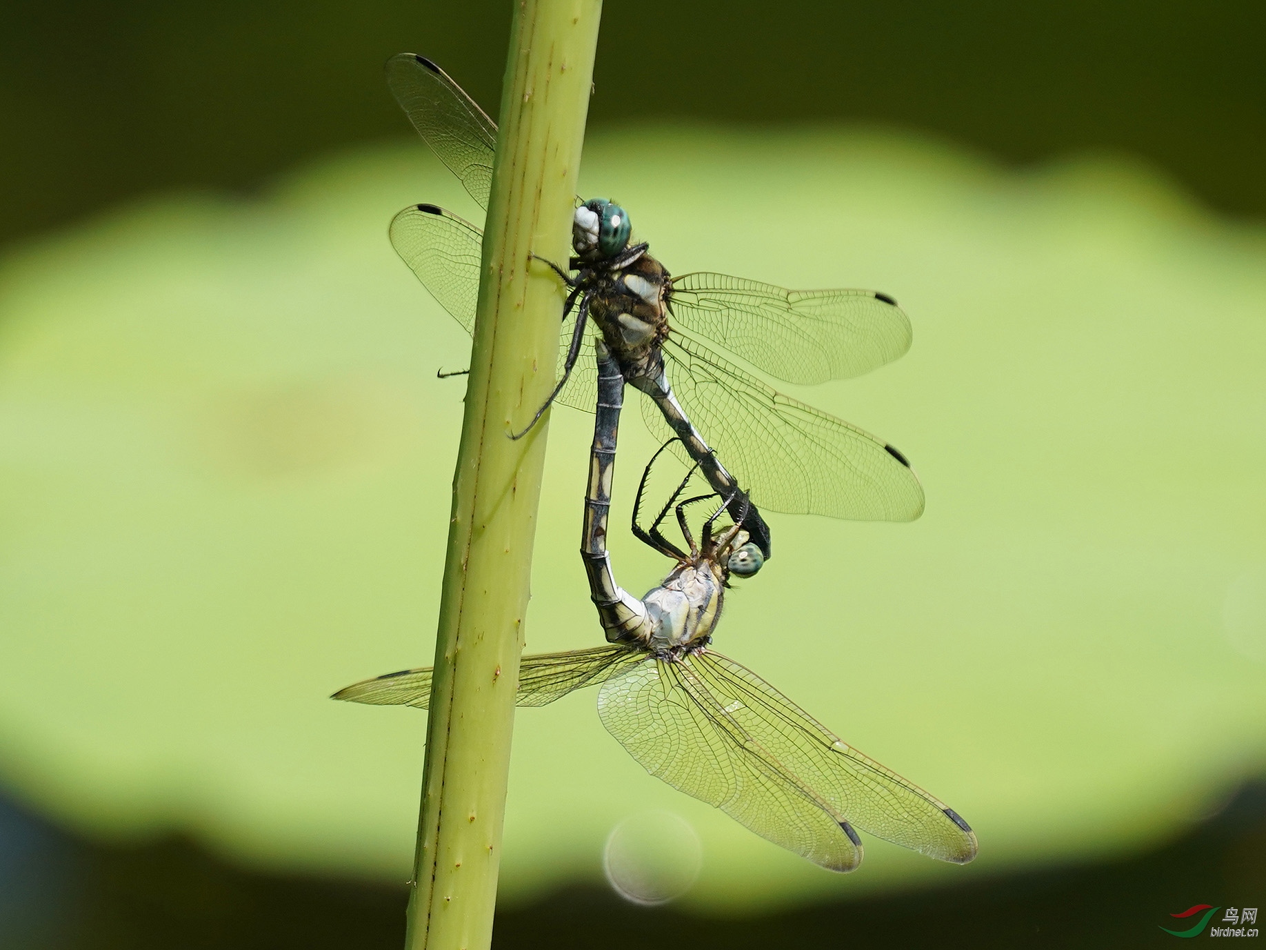 ����--Բ��԰