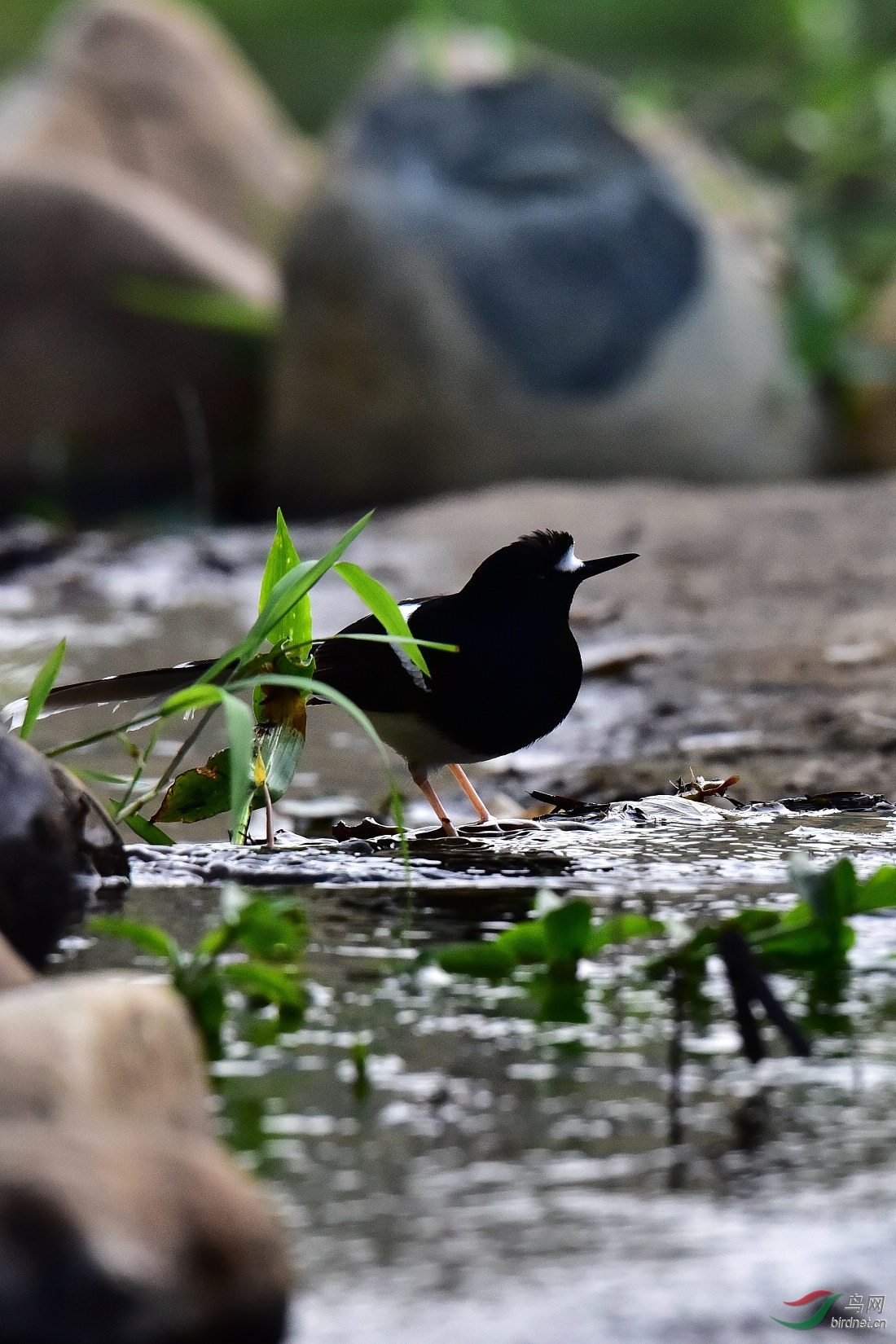 DSC_0781.JPG