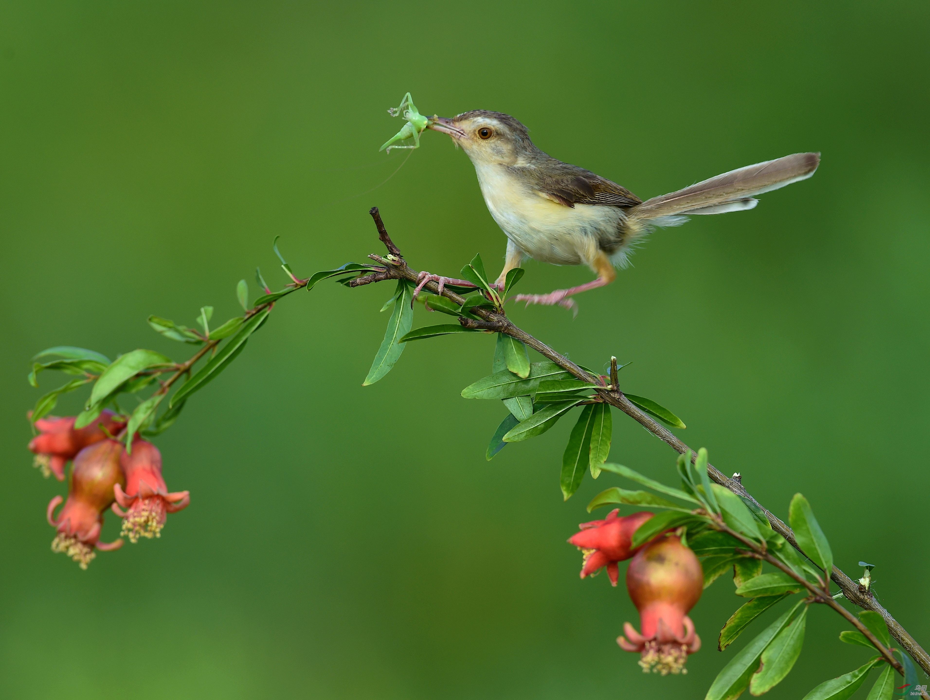 绿水山青石榴花红小鸟萌萌
