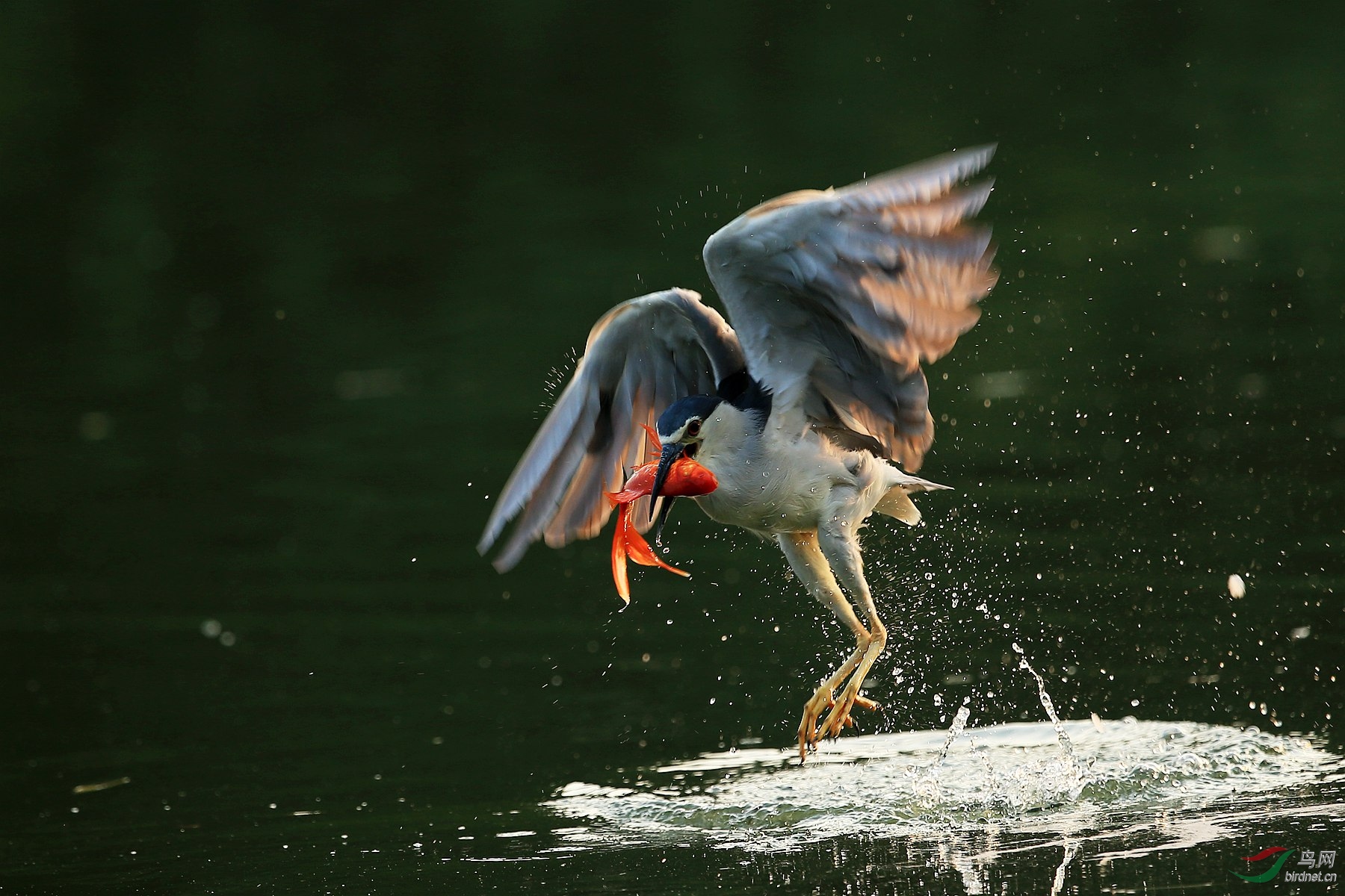 一组夜鹭捕鱼