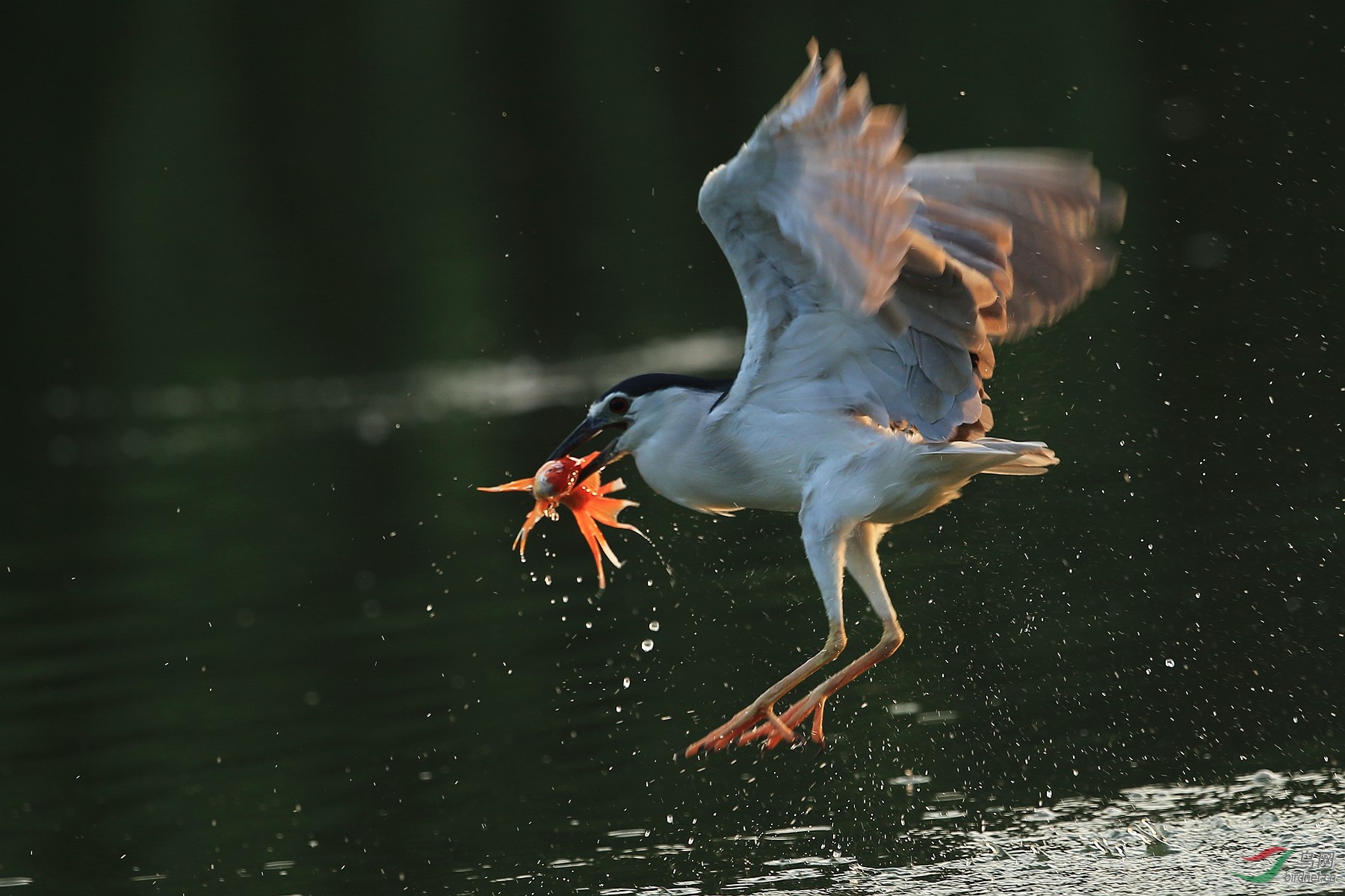 一组夜鹭捕鱼