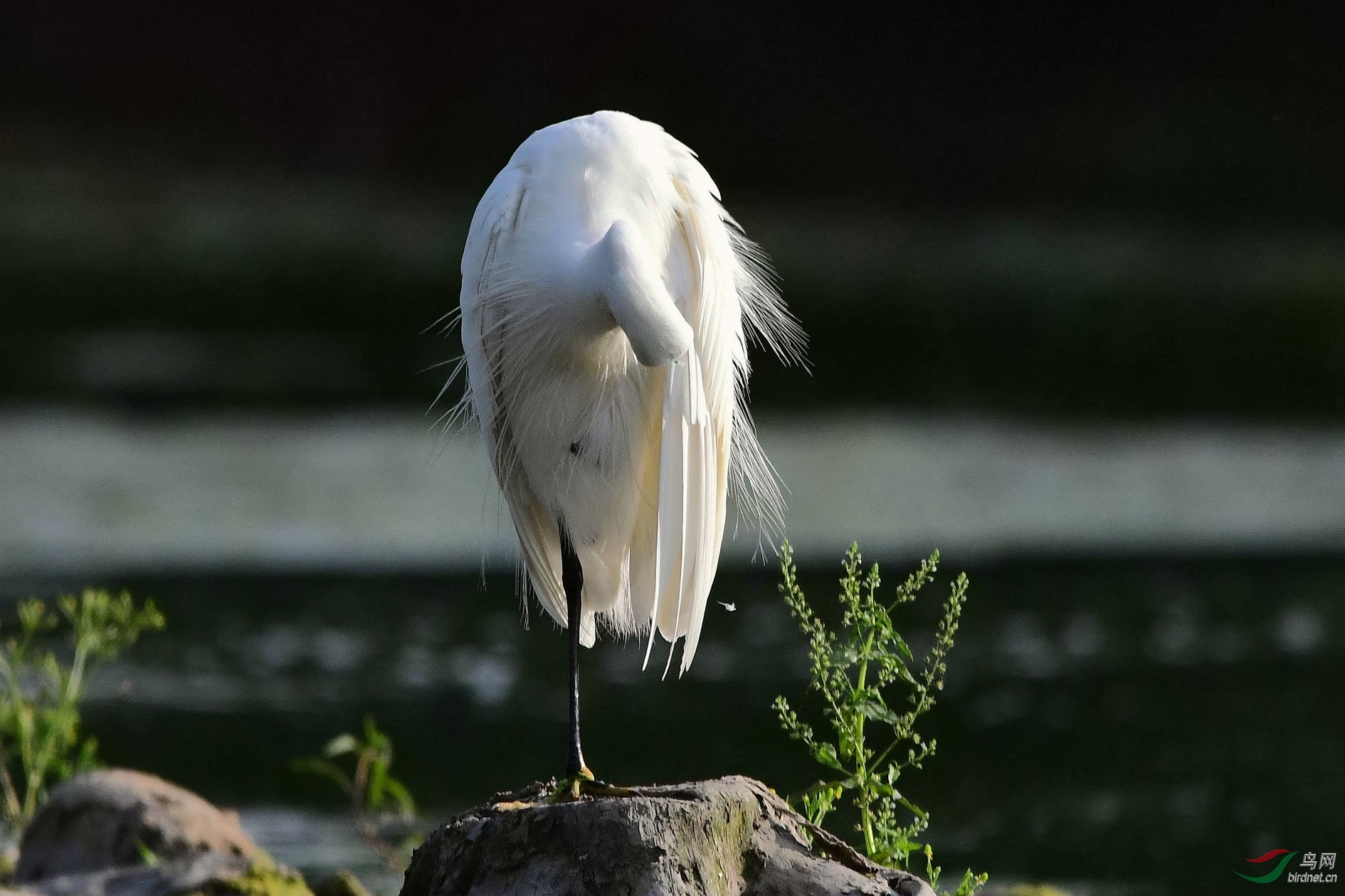 DSC_0804_����.jpg