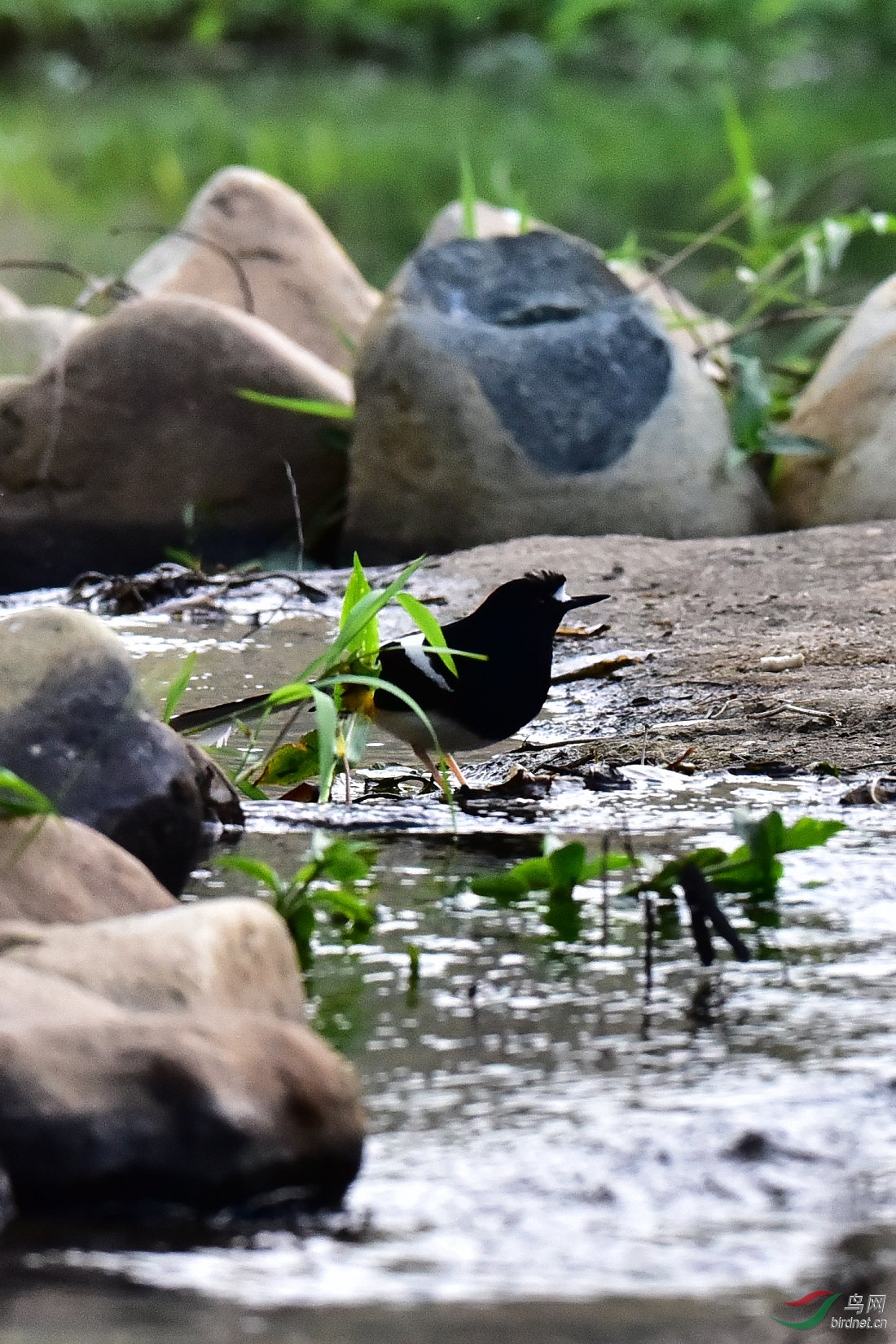 DSC_0783.JPG
