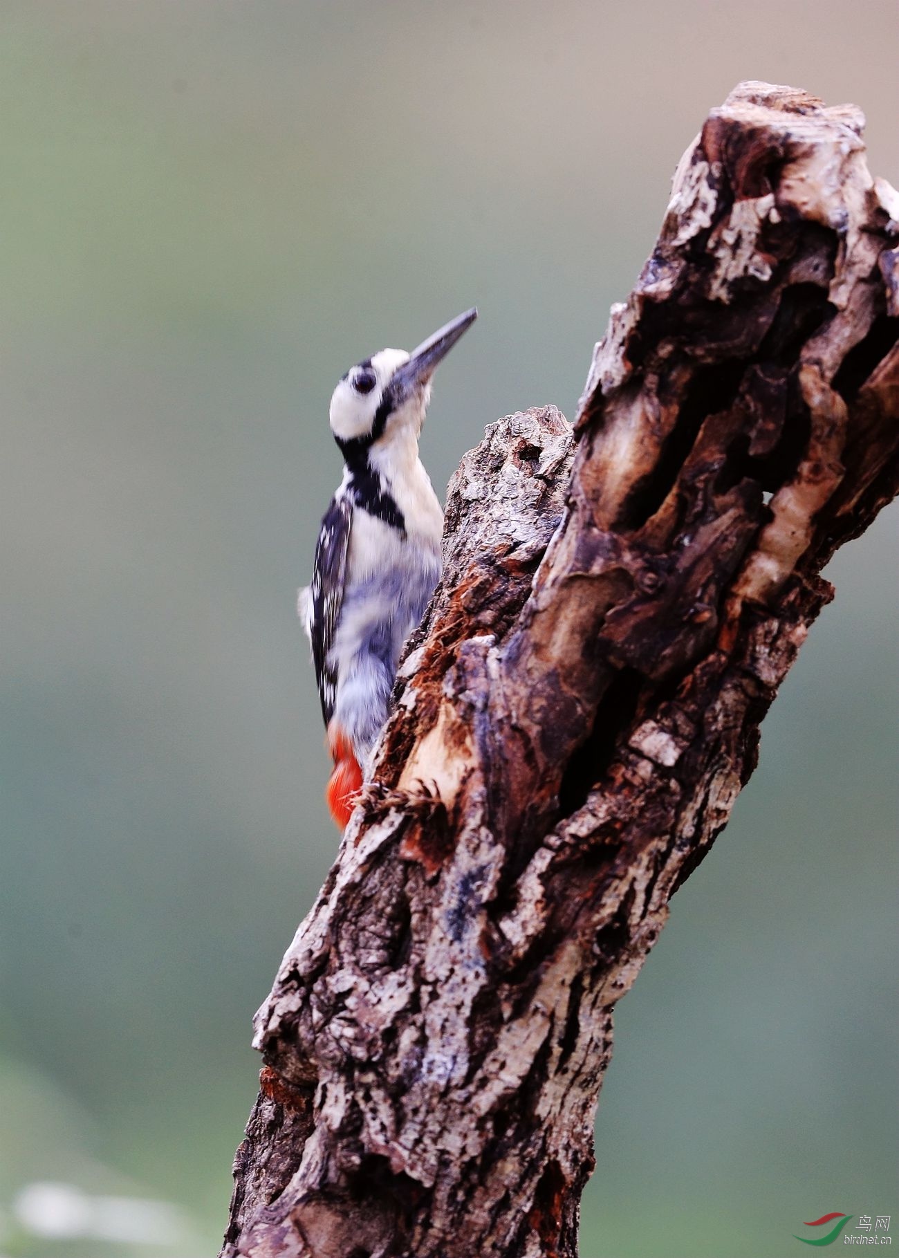 大斑啄木鸟