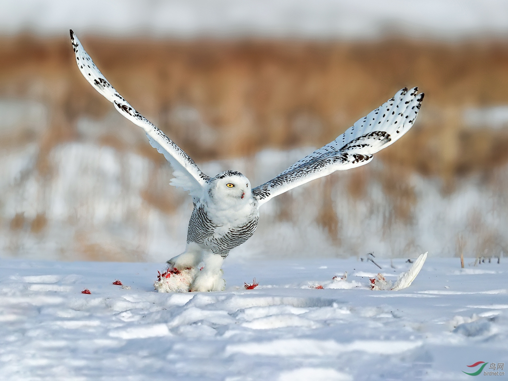 捕食-雪鸮