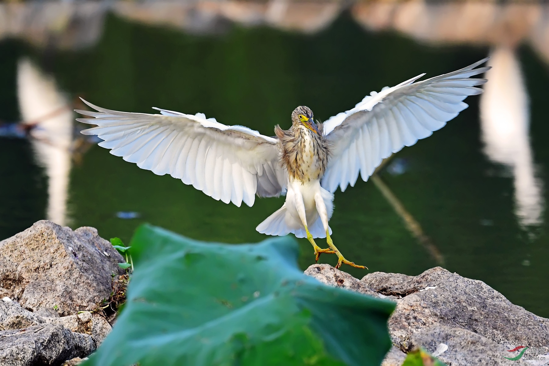 DSC_6063.jpg