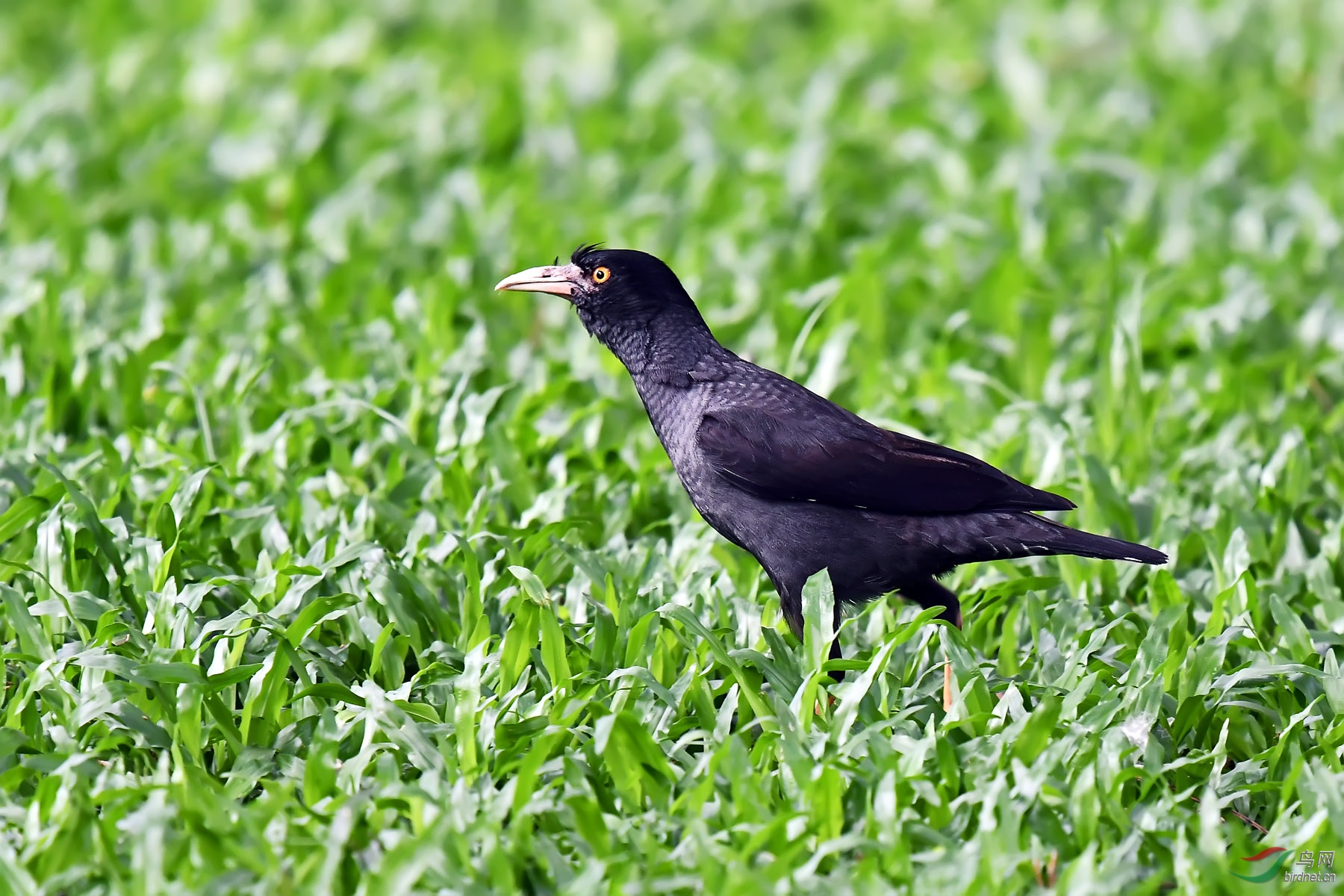 DSC_4535.jpg