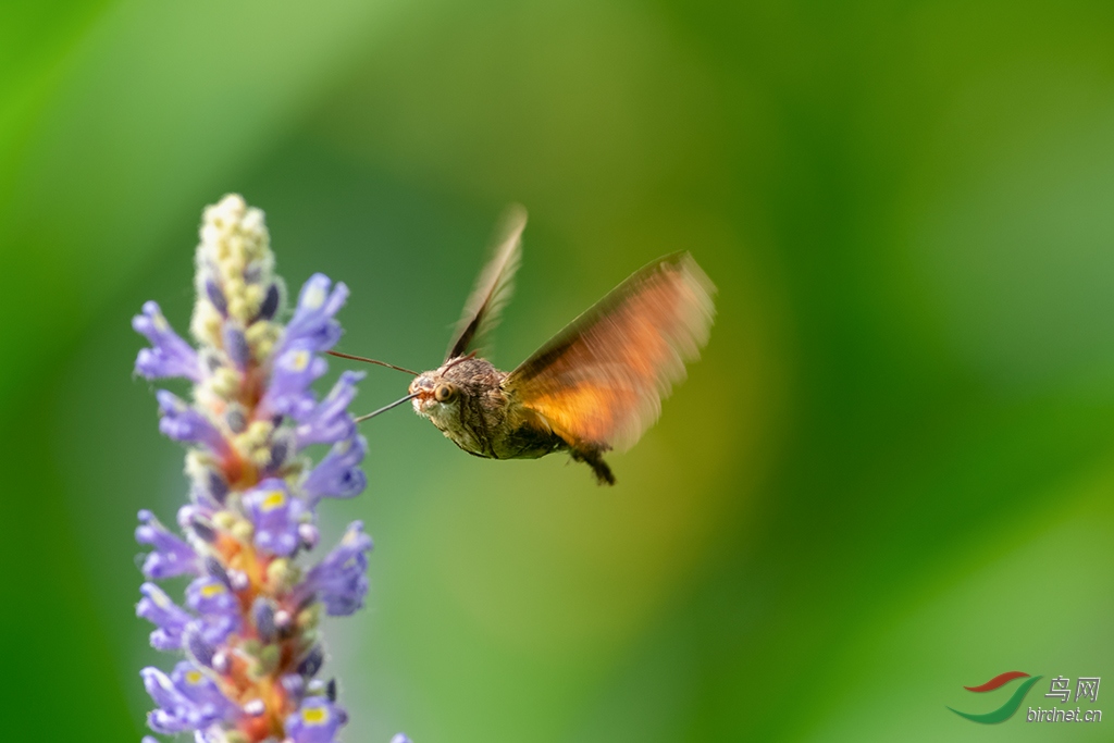 DSC_1310_DxOa.jpg