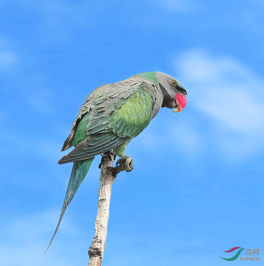 大紫胸鹦鹉