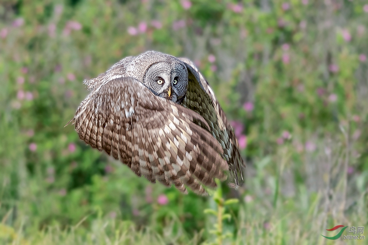 DSC_8136-1.jpg