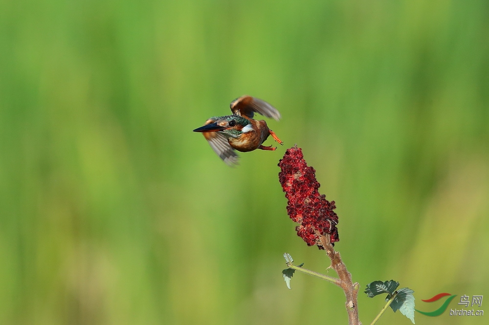 ����--AV1I9494.jpg