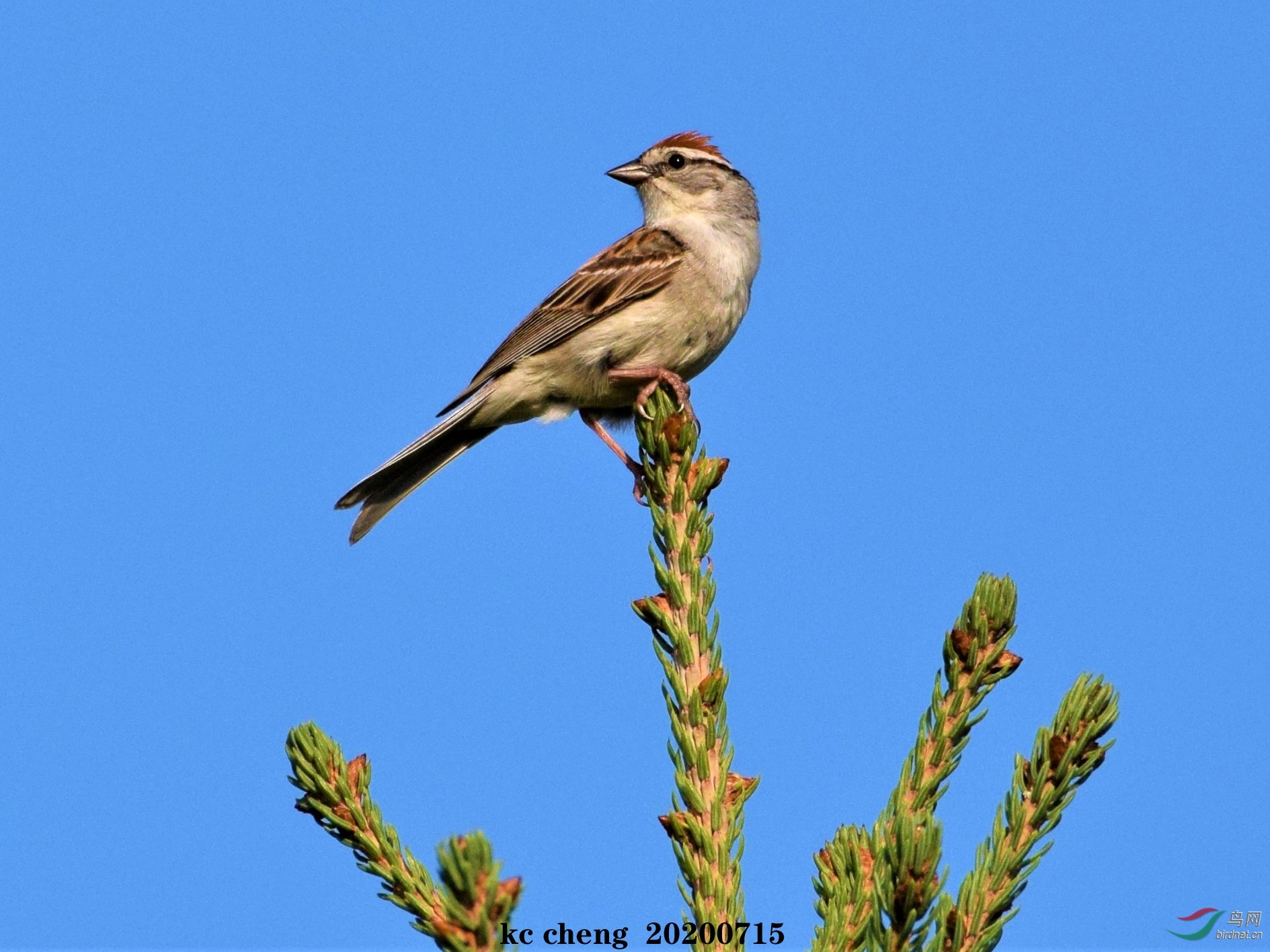 在松树顶端的一只小小雀鸟