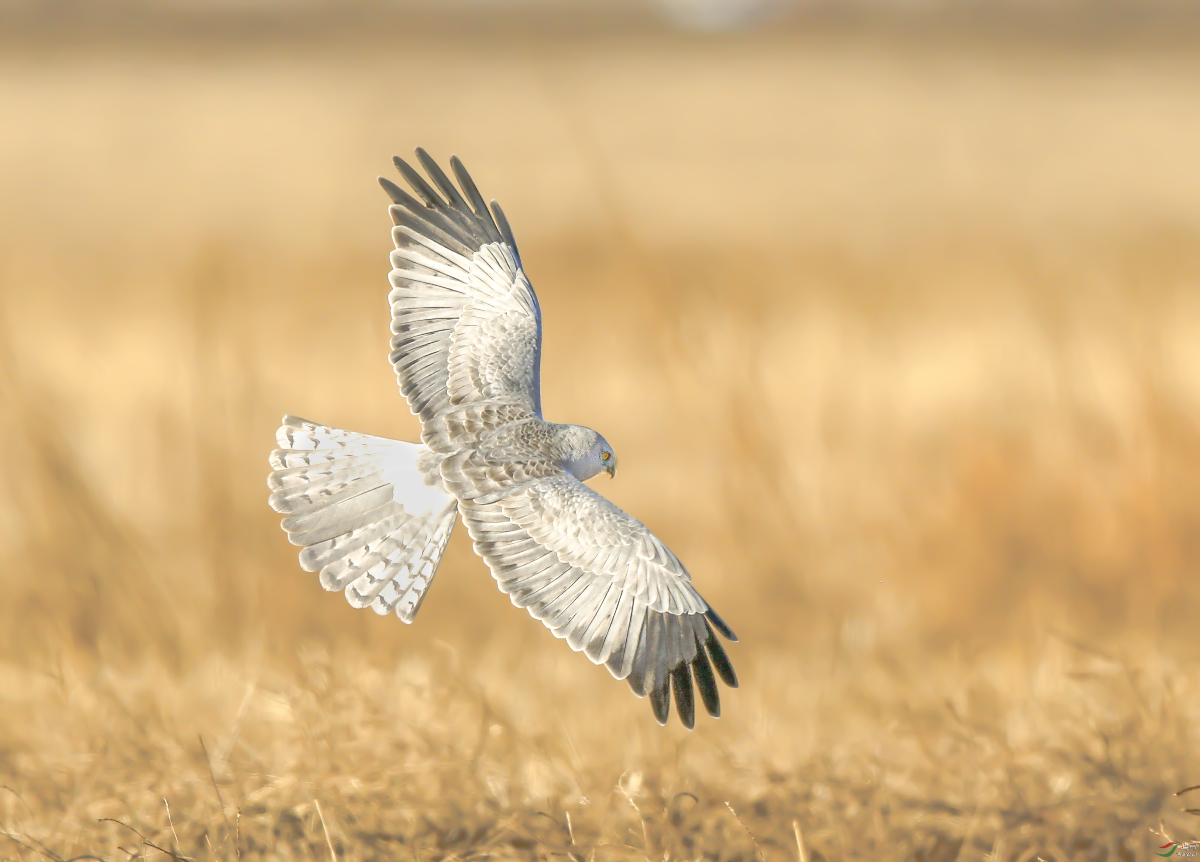 低空飞行——白腹鹞