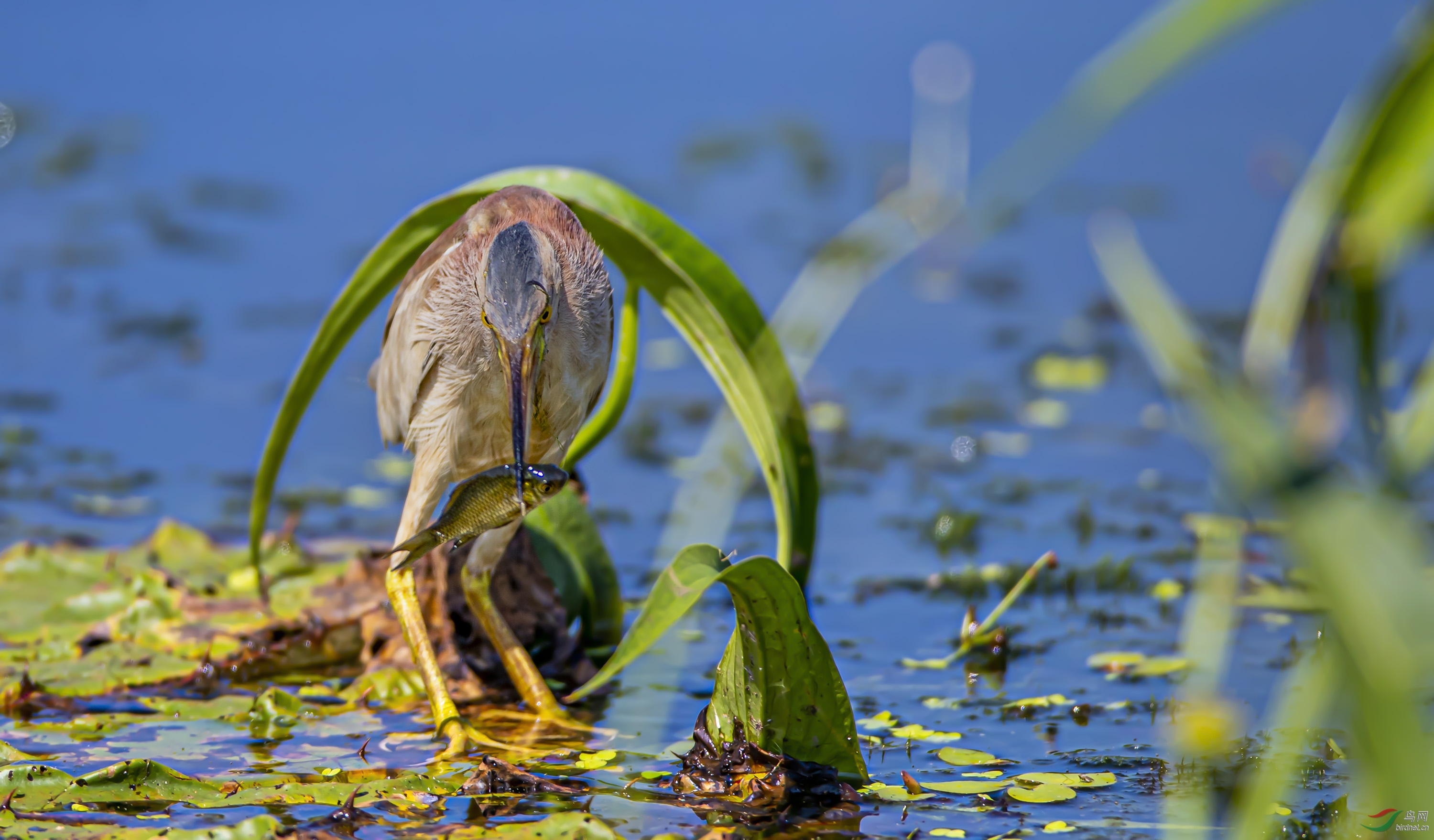 早安中国鸟网野生鸟类版