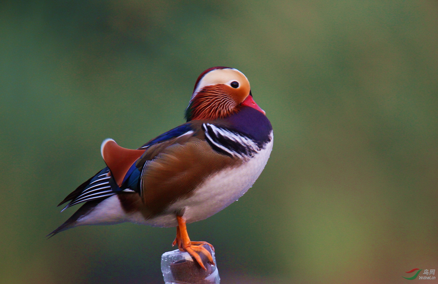 鸳鸯标准照(公)