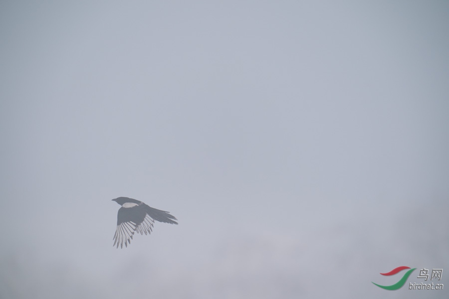 DSC00726.jpg