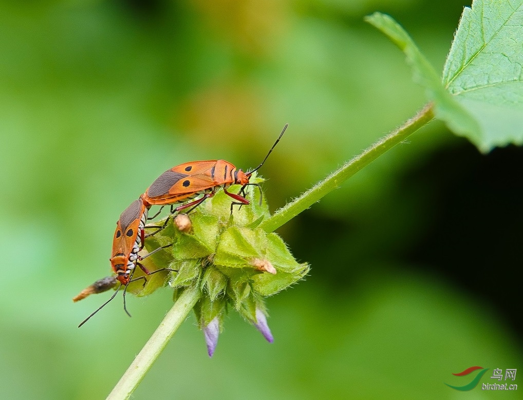 DSC00010 - ����.jpg