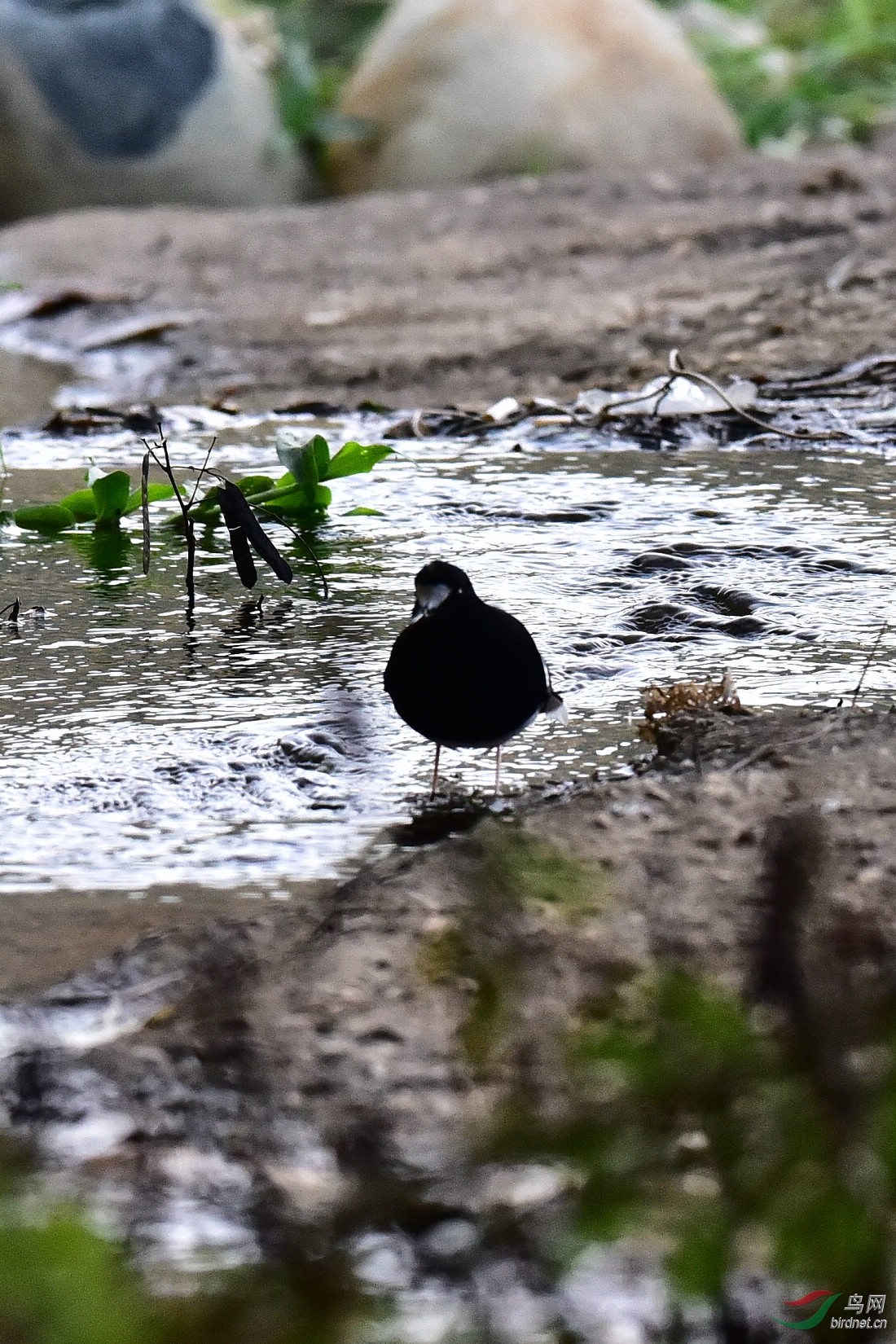 DSC_0799.JPG