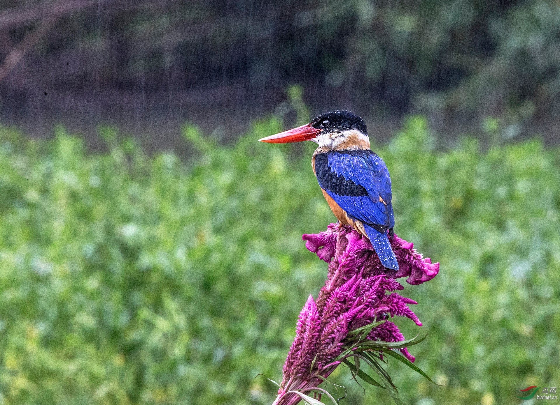 BW4Q1423 - ���� - ����.jpg