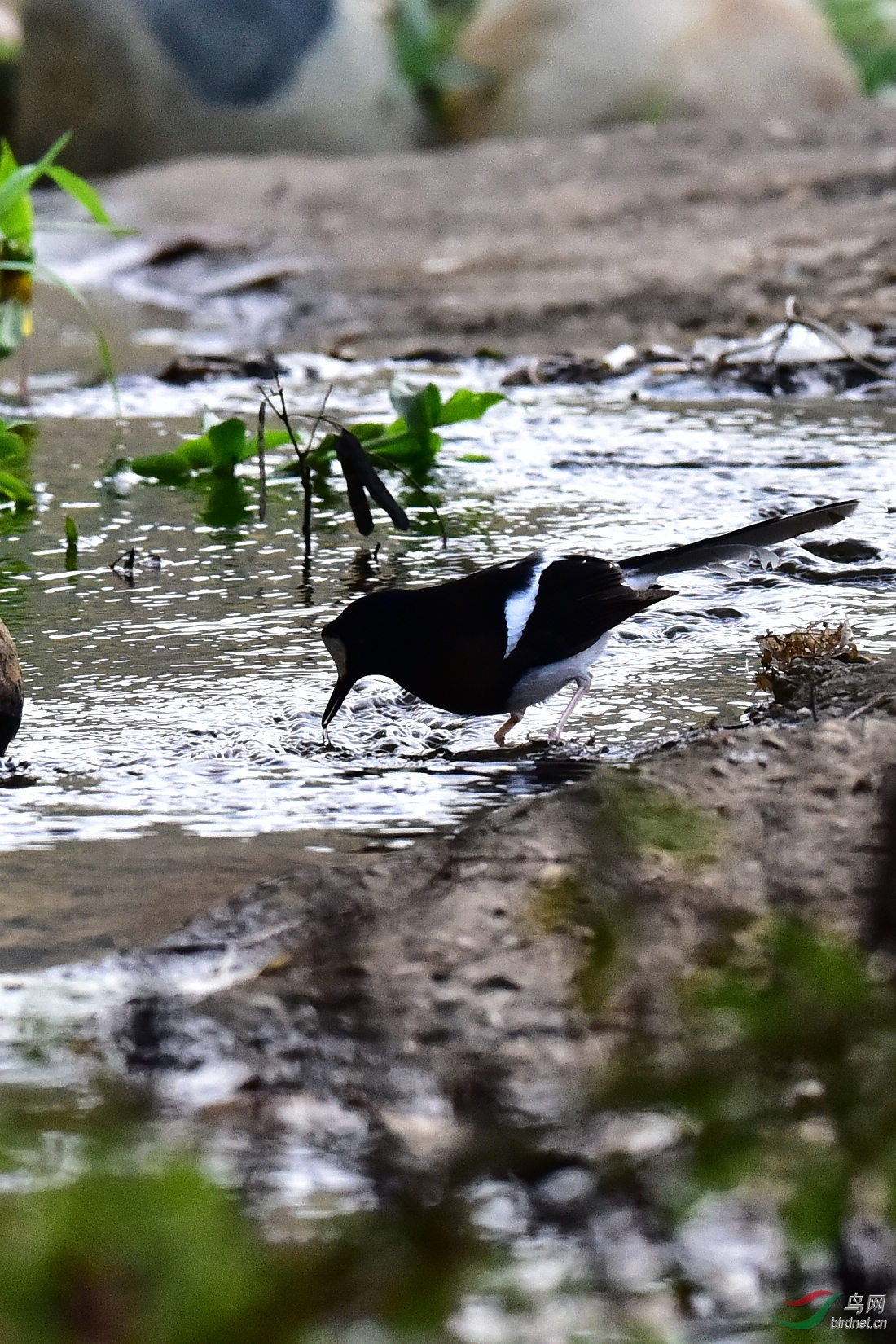 DSC_0801.JPG