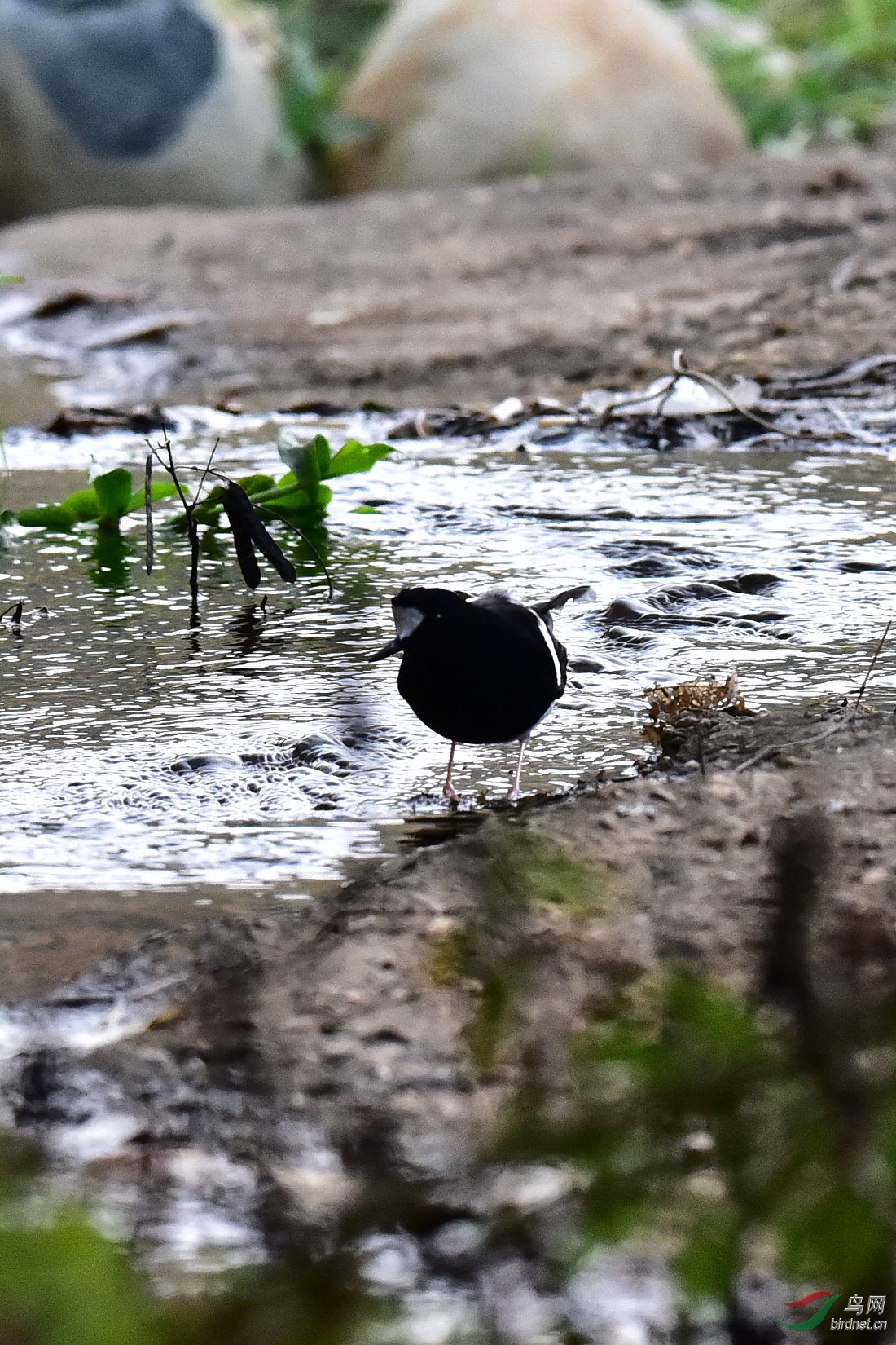 DSC_0803.JPG