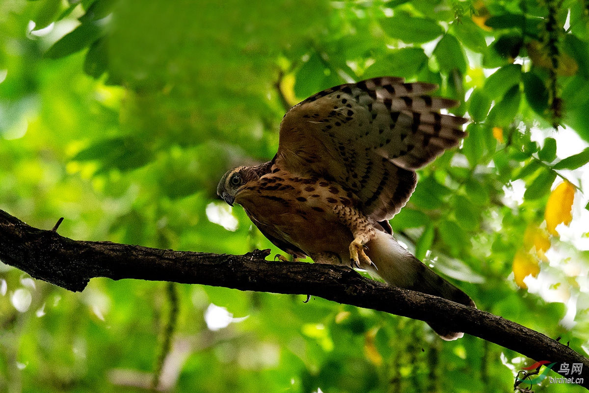 DSC_ps7086.jpg