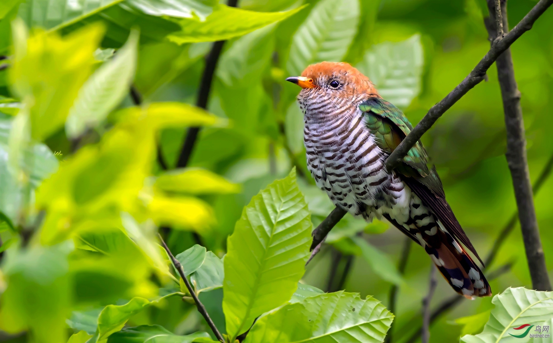 ��ƽ��1 ��ʦ������.jpg