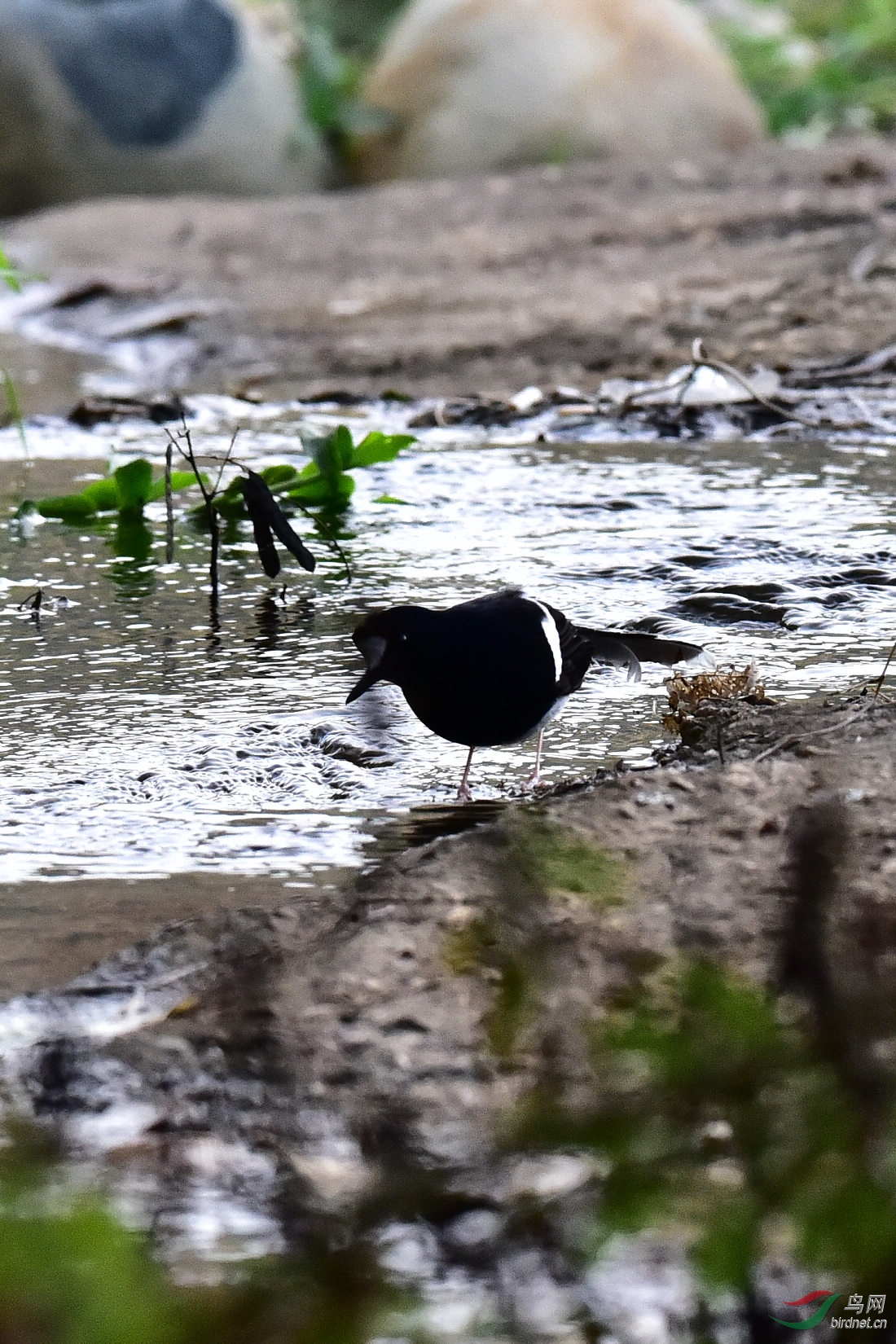DSC_0805.JPG