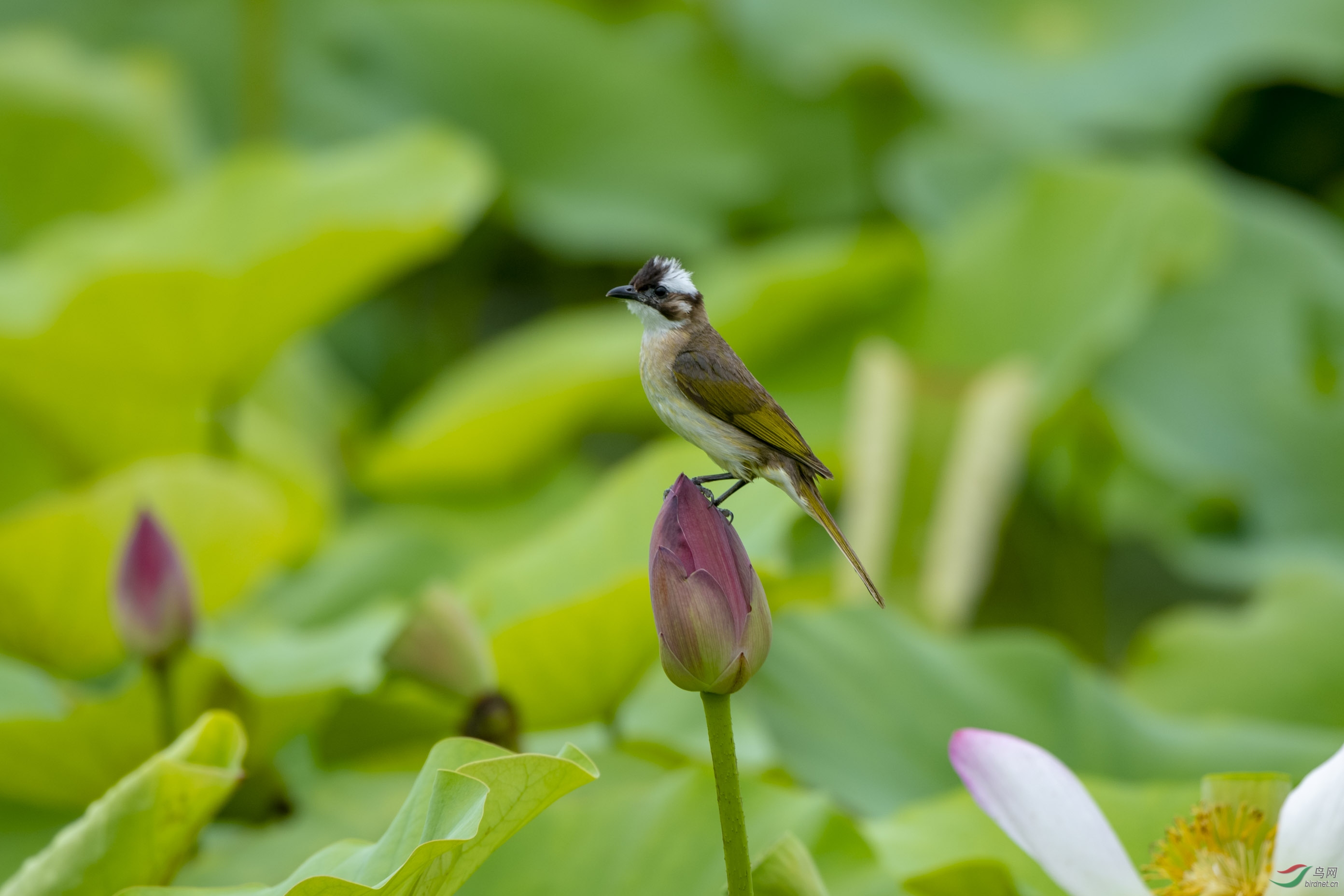D50_0450.jpg