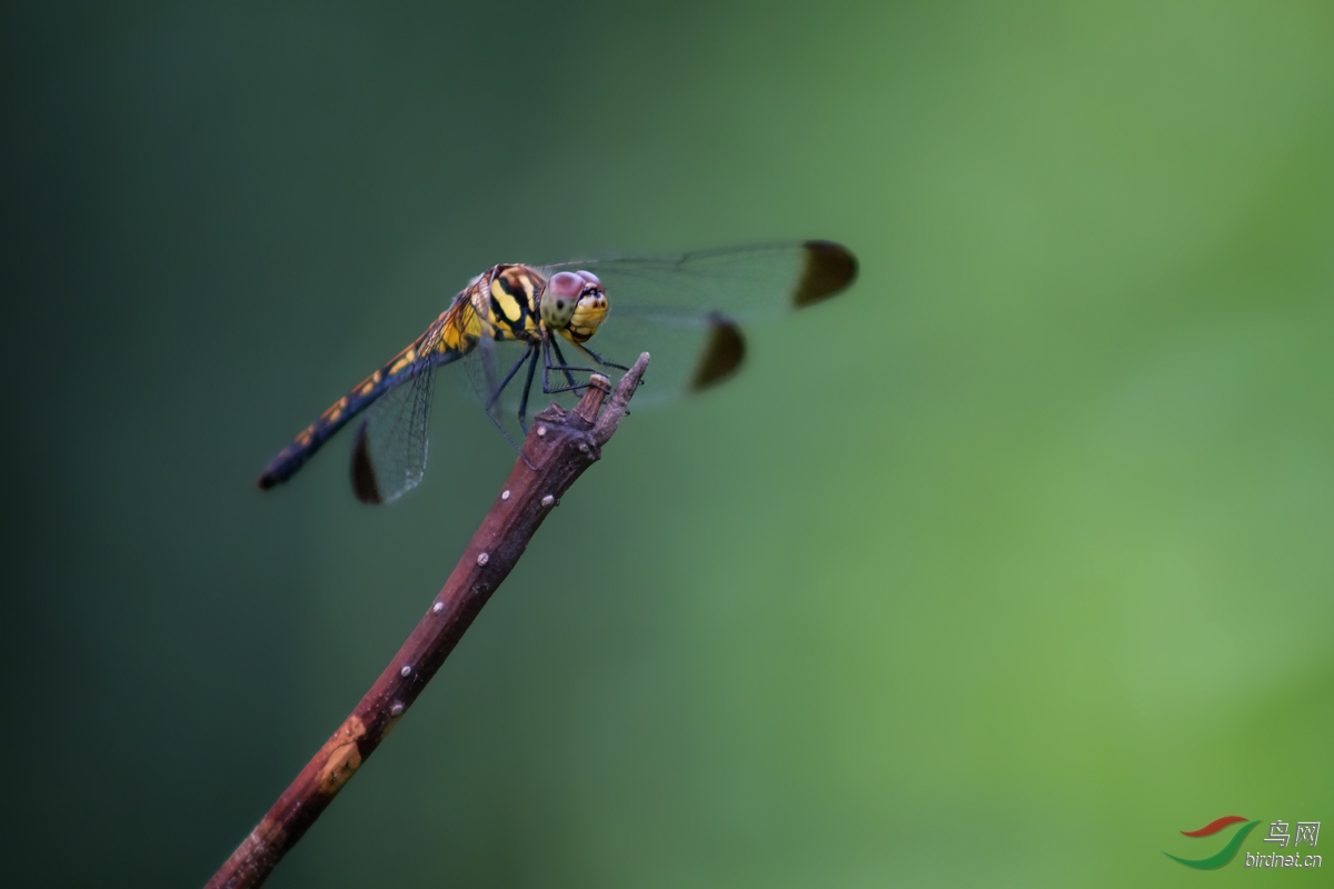 DSCF0388.jpg