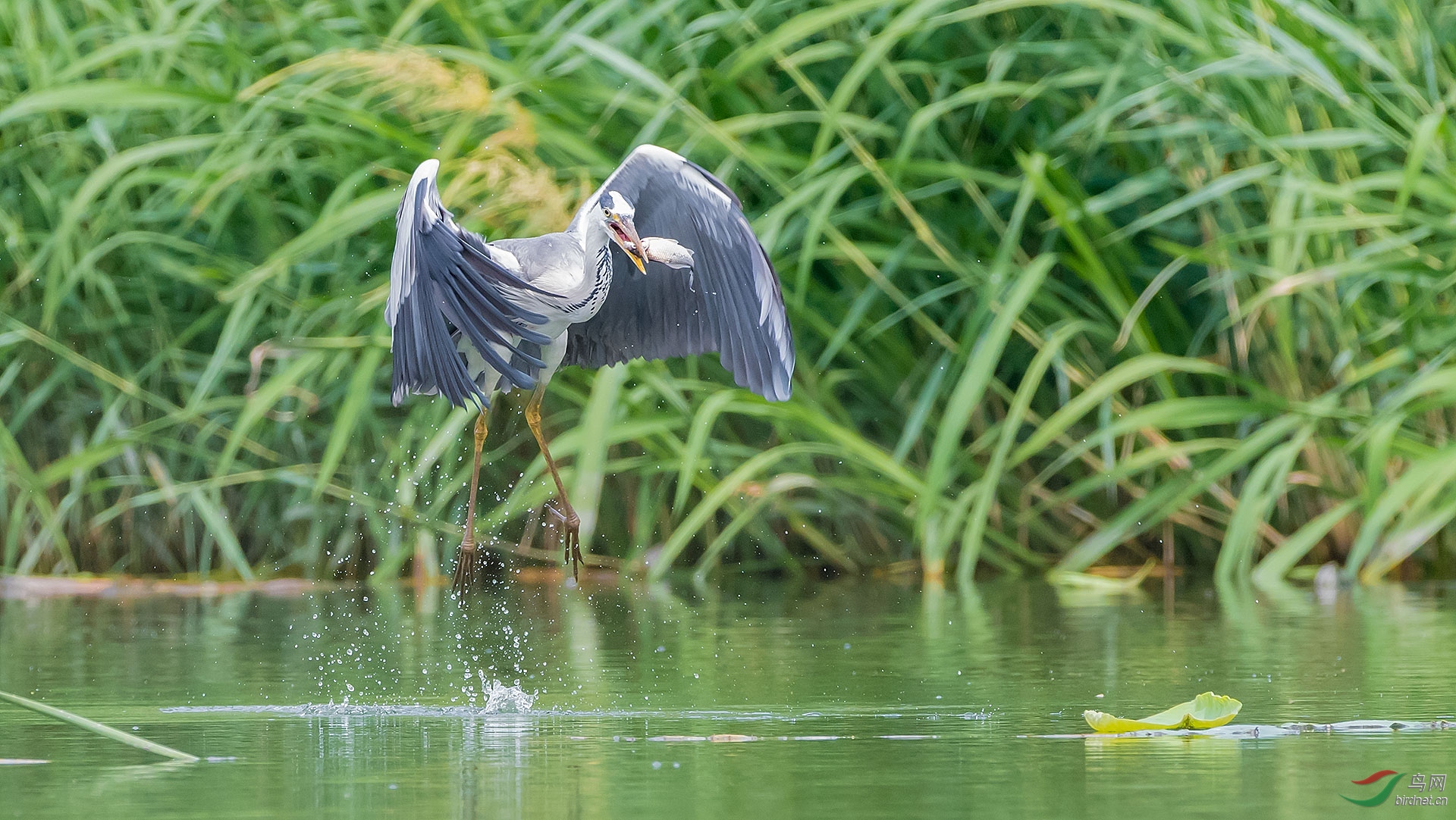 _DSC8007.jpg