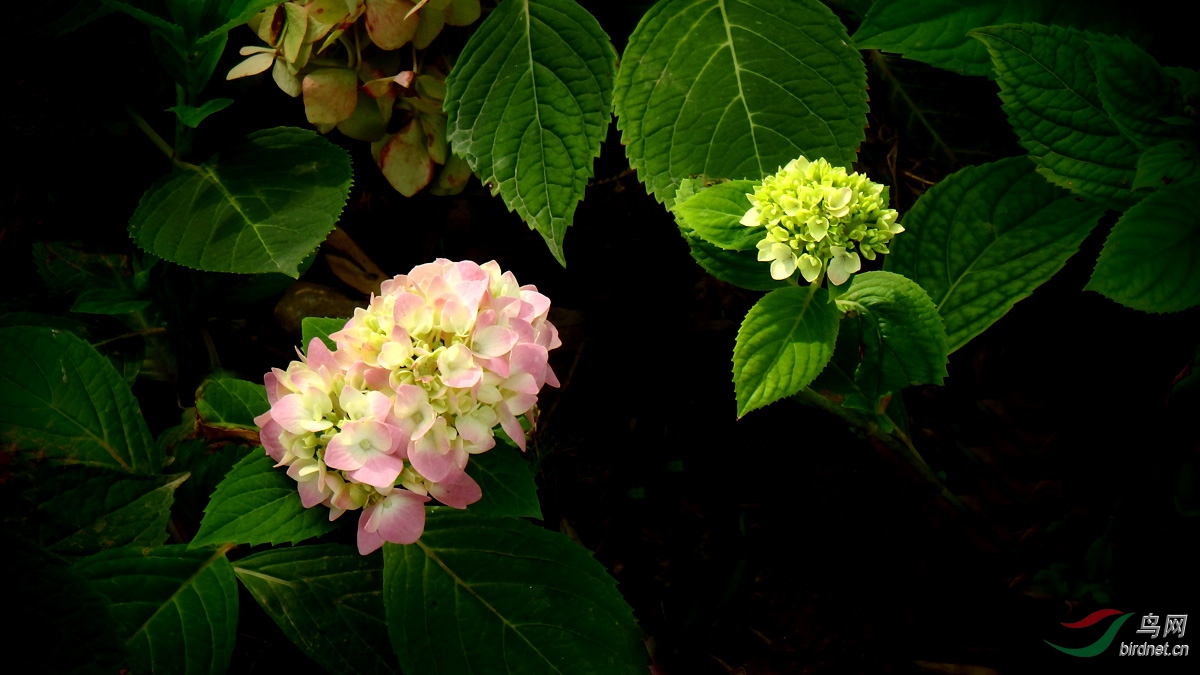 P7200031.jpg