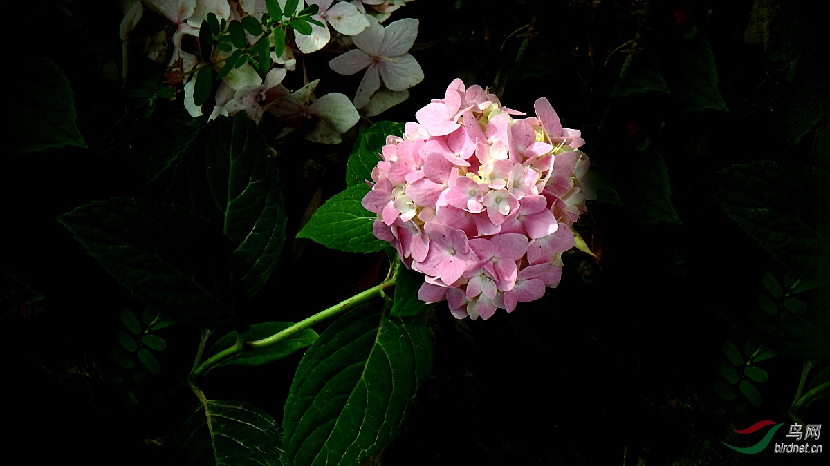 P7200032.jpg
