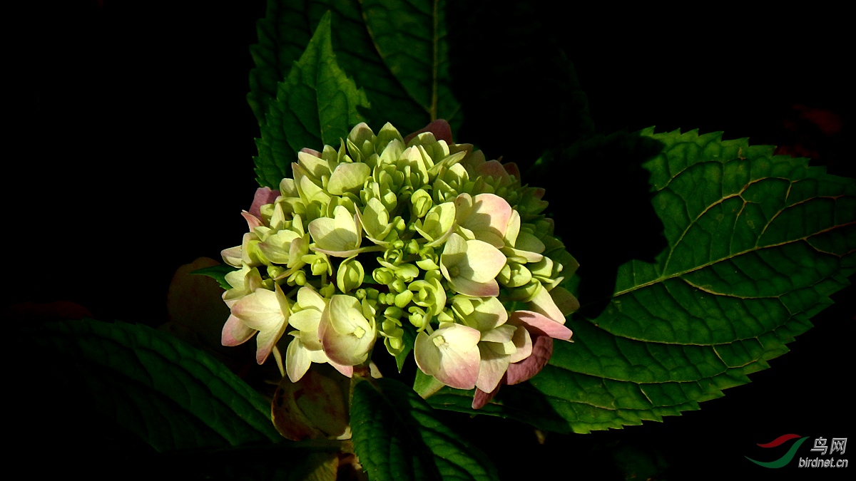 P7200036.jpg